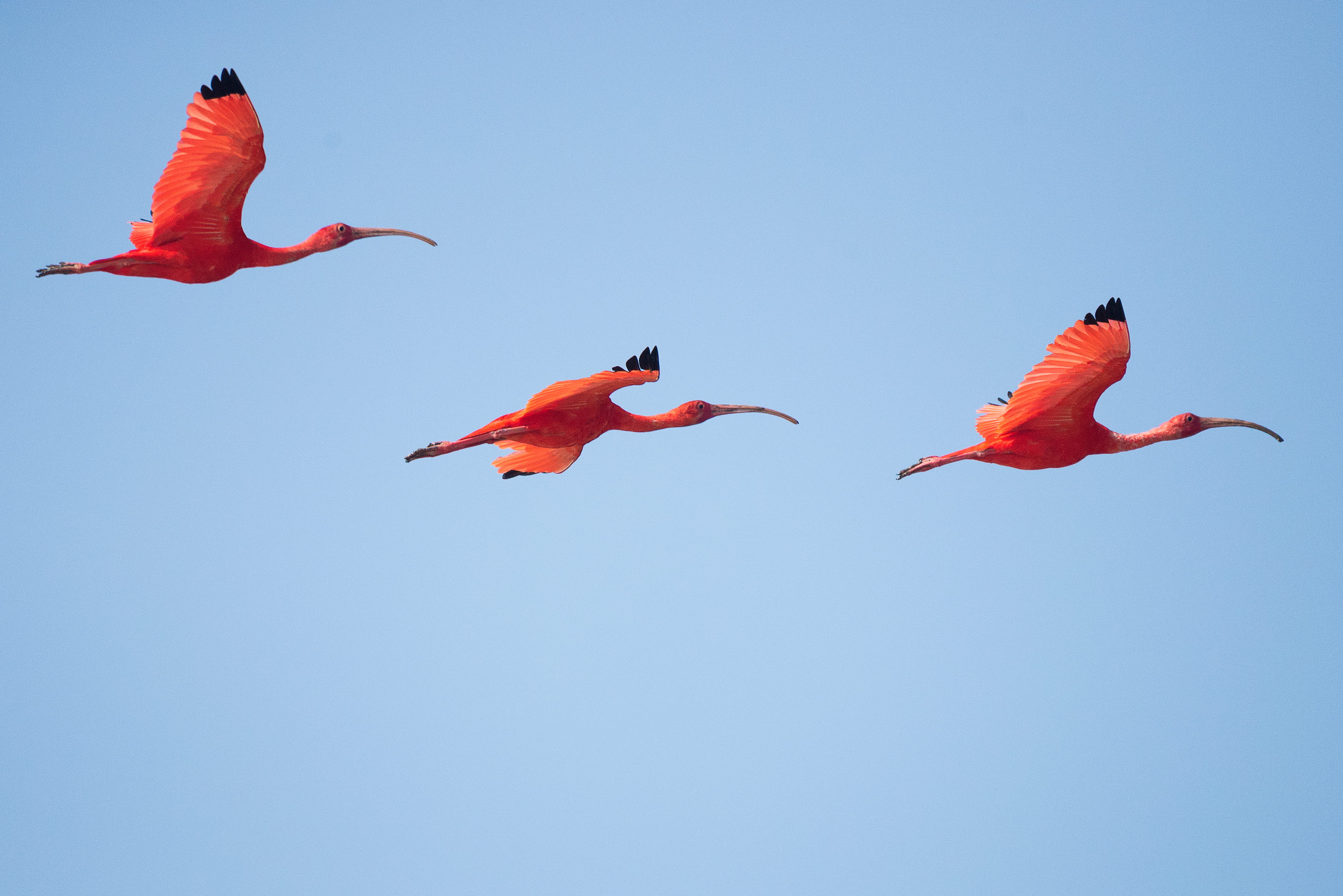 vibrant color, feathers, animal body part, clear sky, no people, sky, group of animals, three, animal, birds, nature, flying, flamingos, animal themes, HD Wallpaper