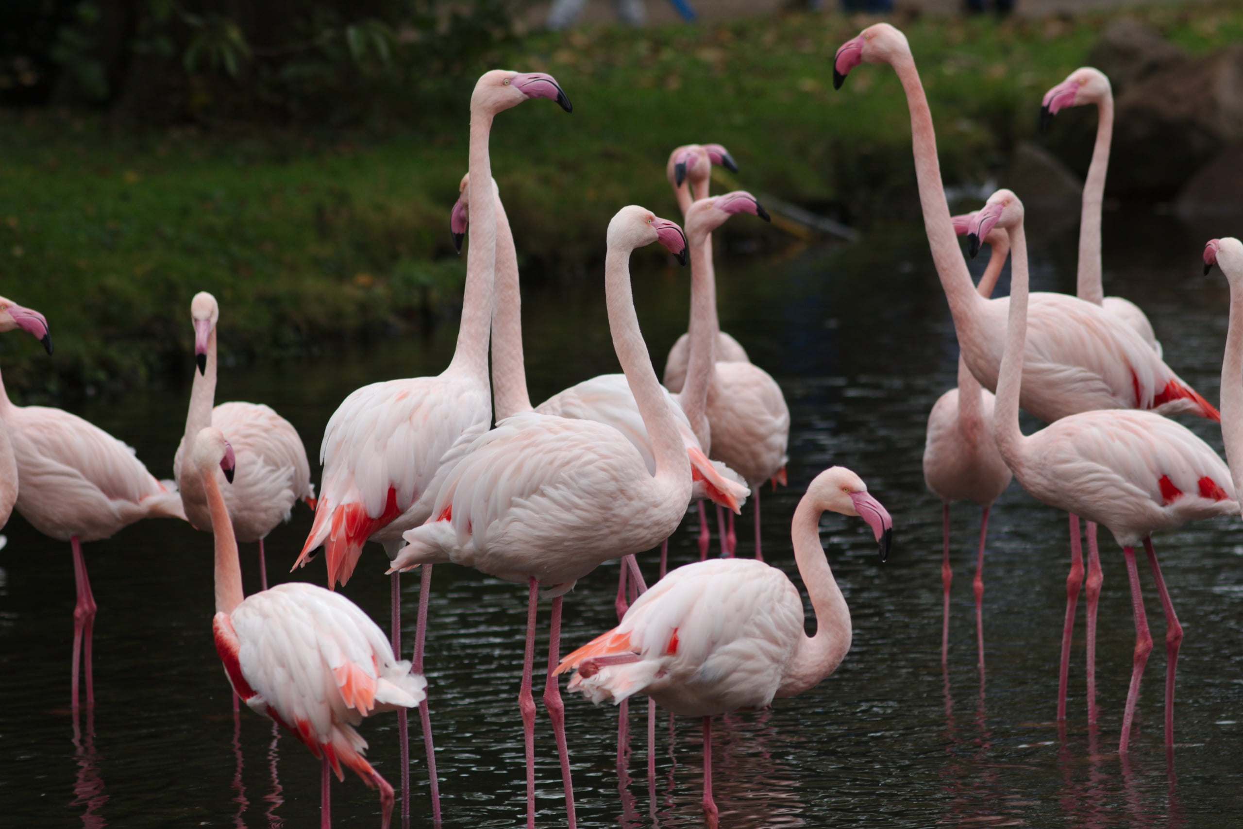 focus on foreground, no people, bird, flamingo, outdoors, beauty in nature, animal neck, zoology, animal themes, group of animals, beak, flock of birds, HD Wallpaper