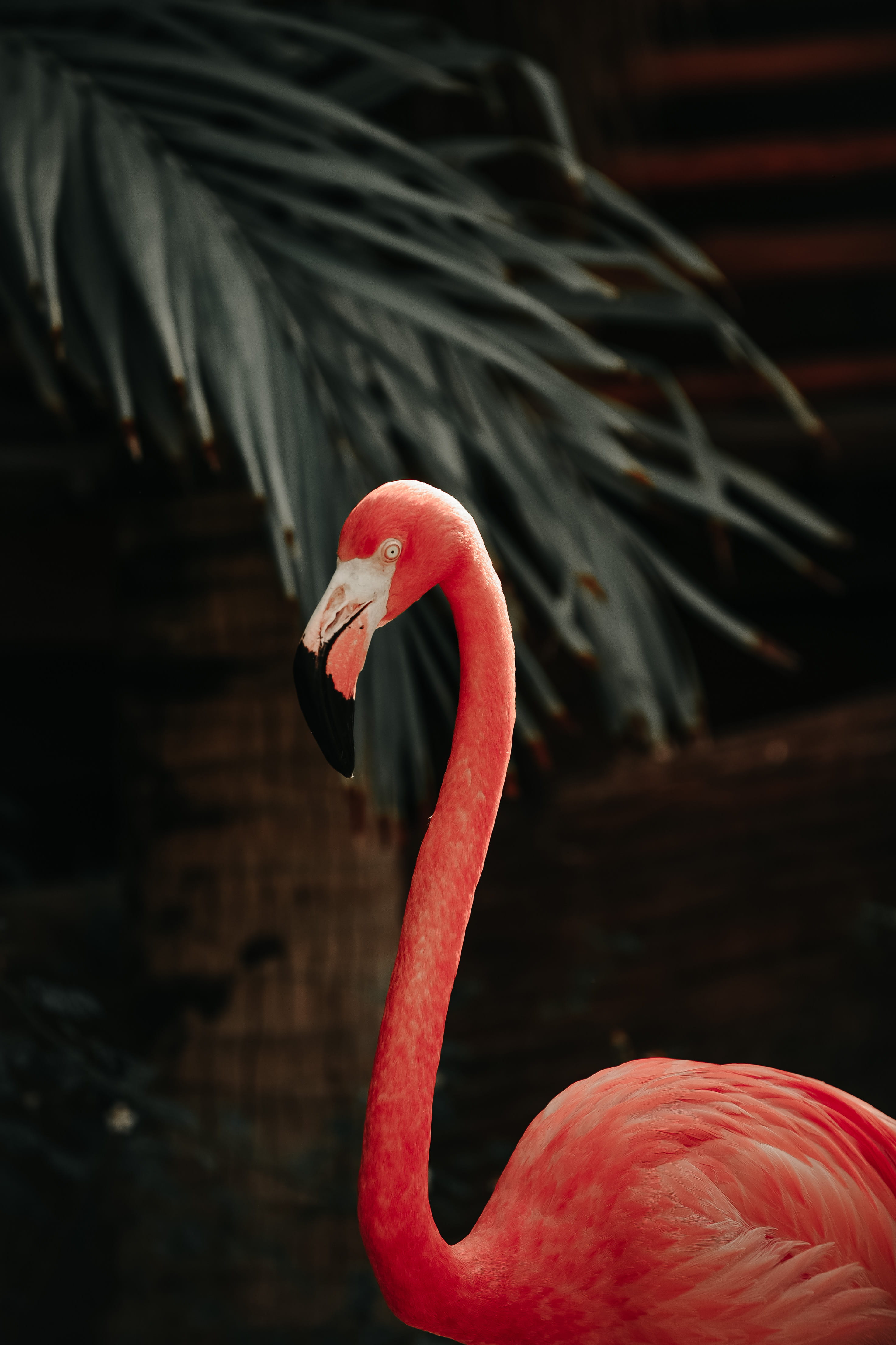 animal themes, flamingo, animal, 4K, animal neck, pink color, freshwater bird, nature, no people, beak, day, vertebrate, one animal, close-up, animal eye, Phone HD Wallpaper