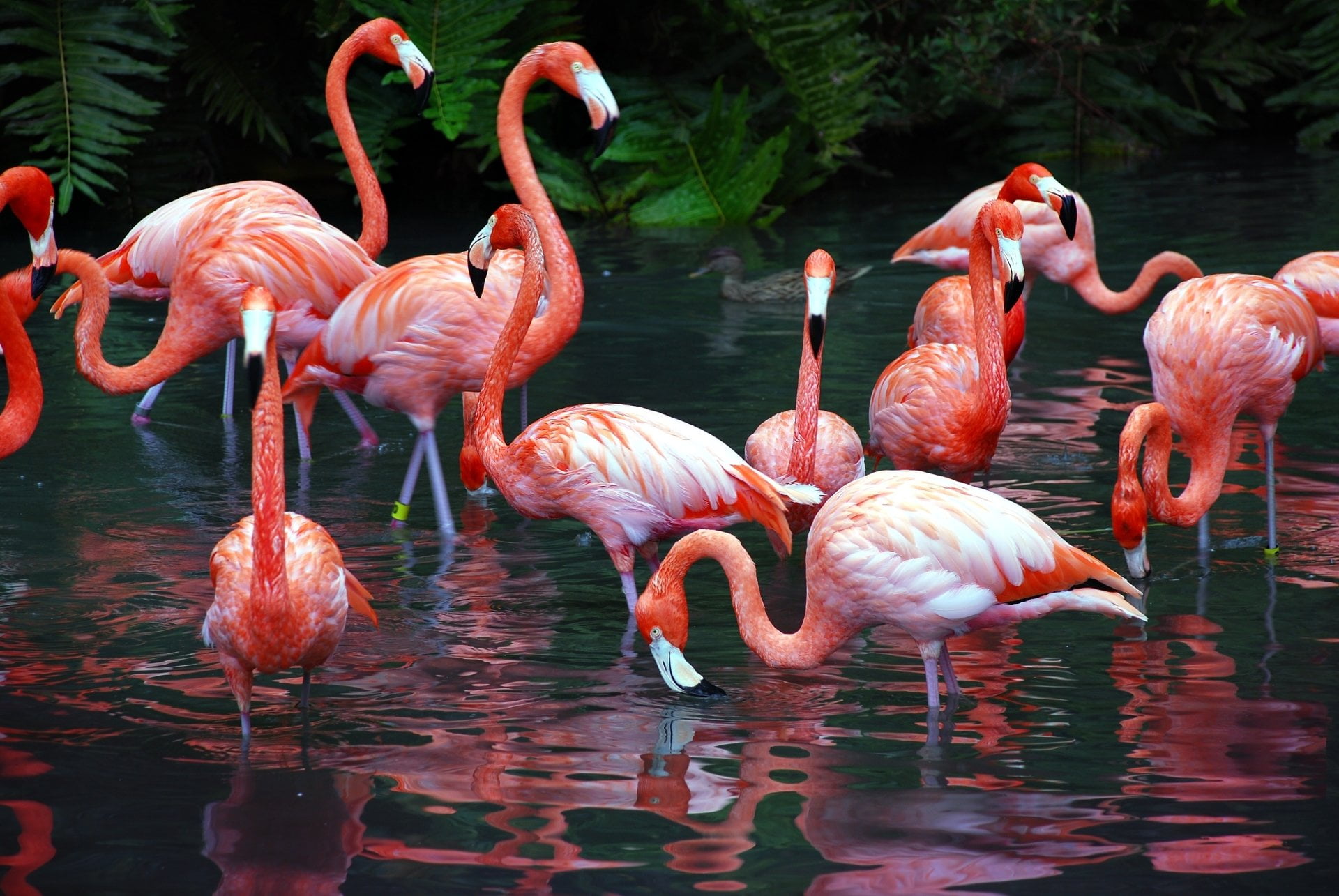 bird, nature, vertebrate, freshwater bird, outdoors, flock of birds, animal, beauty in nature, no people, lake, Flamingo, animal wildlife, waterfront, animal themes, HD Wallpaper