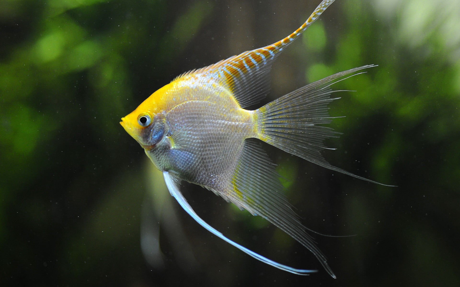 swimming Animal, multi Colored, aquarium, transparent, animal Fin, fish, blue, animals in the wild, animals in captivity, nature, sea Life, one animal, HD Wallpaper
