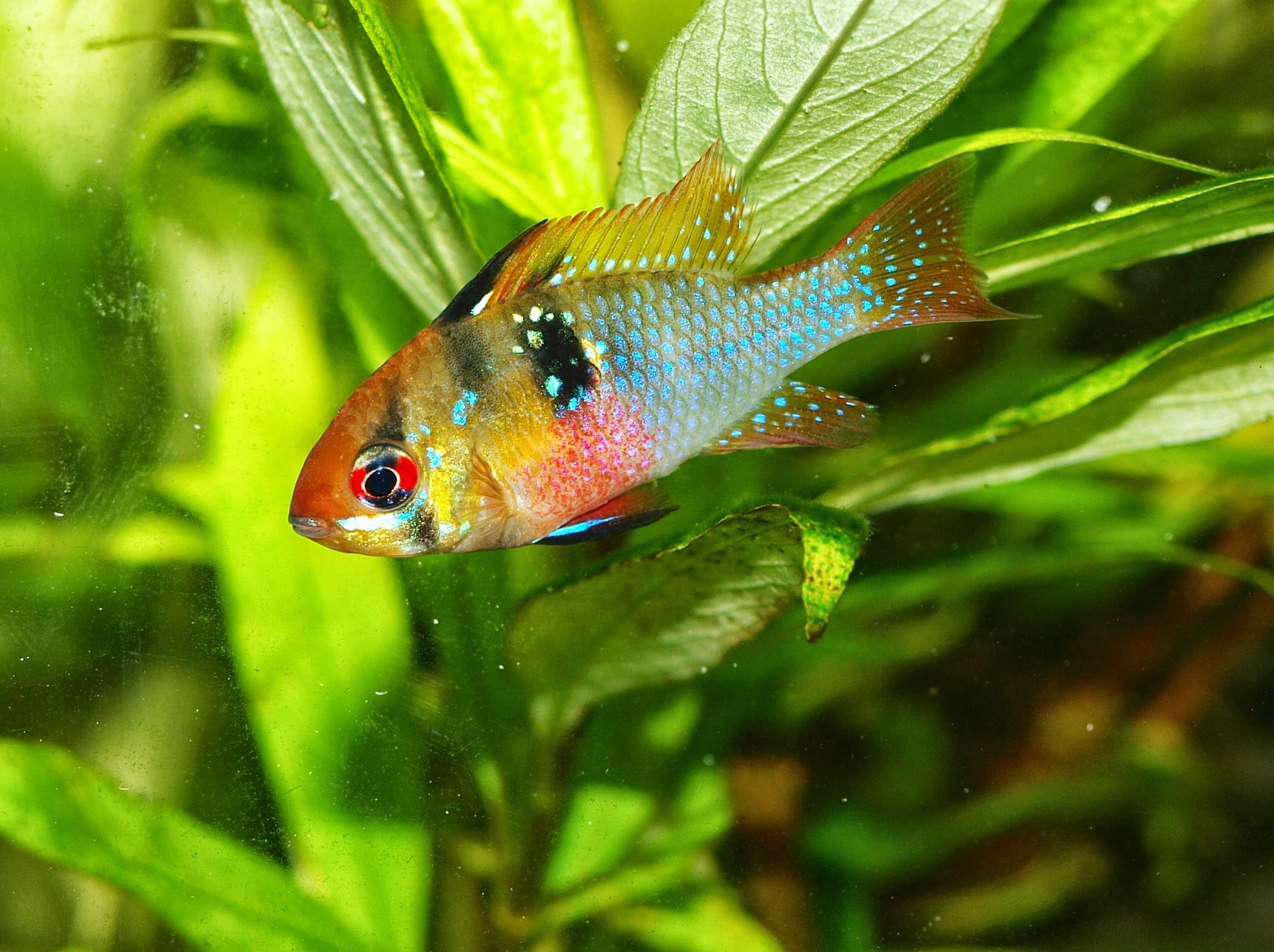 nature, animal wildlife, swimming Animal, pet, pet fish, no people, fish, aquarium, closeup, multicolored, wildlife, marine, one animal, green, animals in the wild, HD Wallpaper