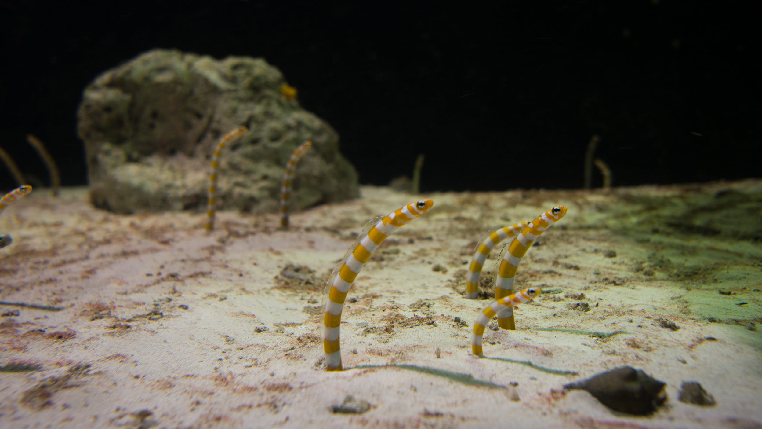 one animal, aquatic, sand, marine, Nature, full length, outdoors, Underwater, invertebrate, group, coral, aquarium, undersea, no people, snakes, yellow, HD Wallpaper