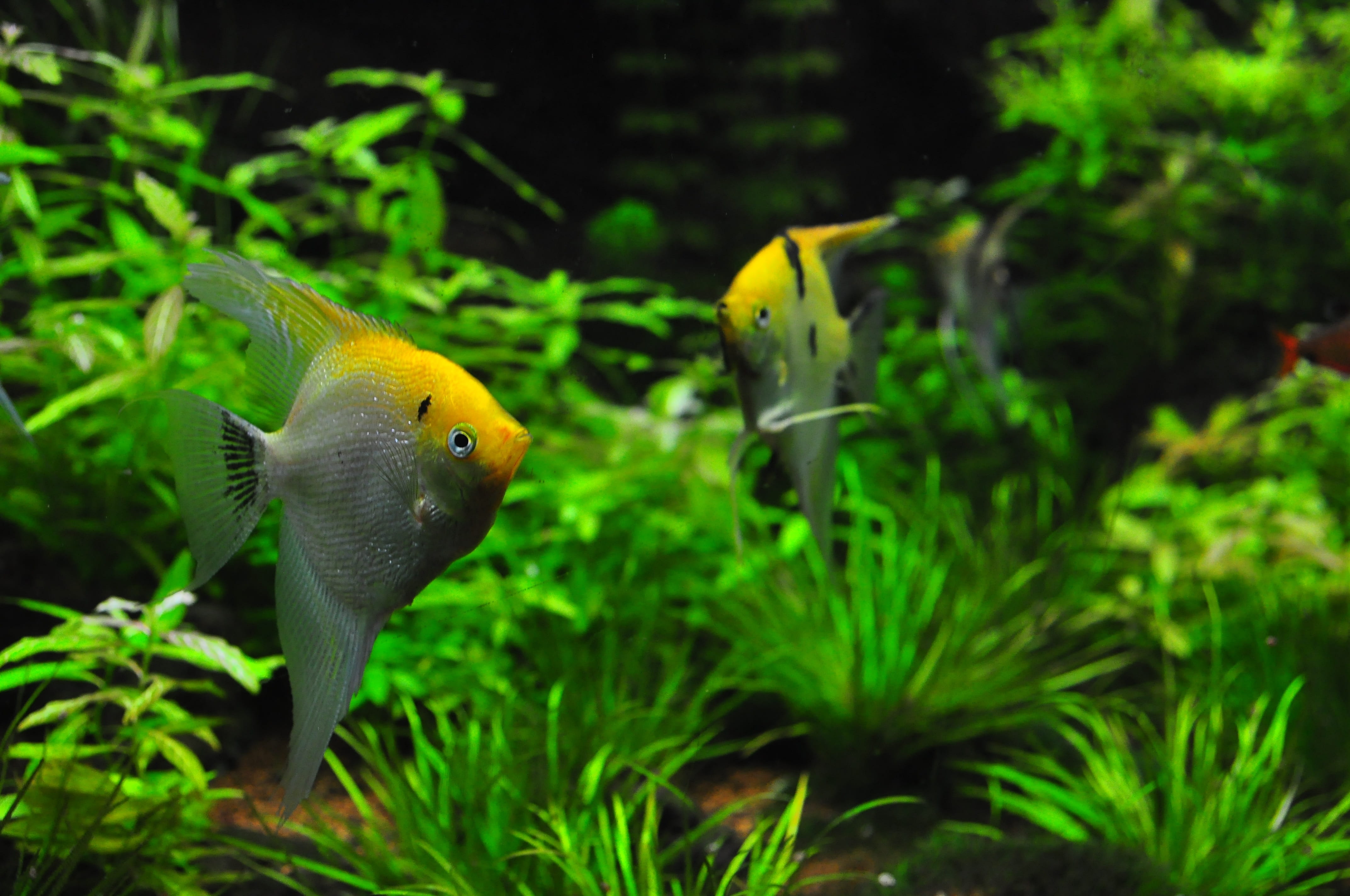Wallpaper ID 1110417 Fish Pet Glass Material Angelfishes Sea 