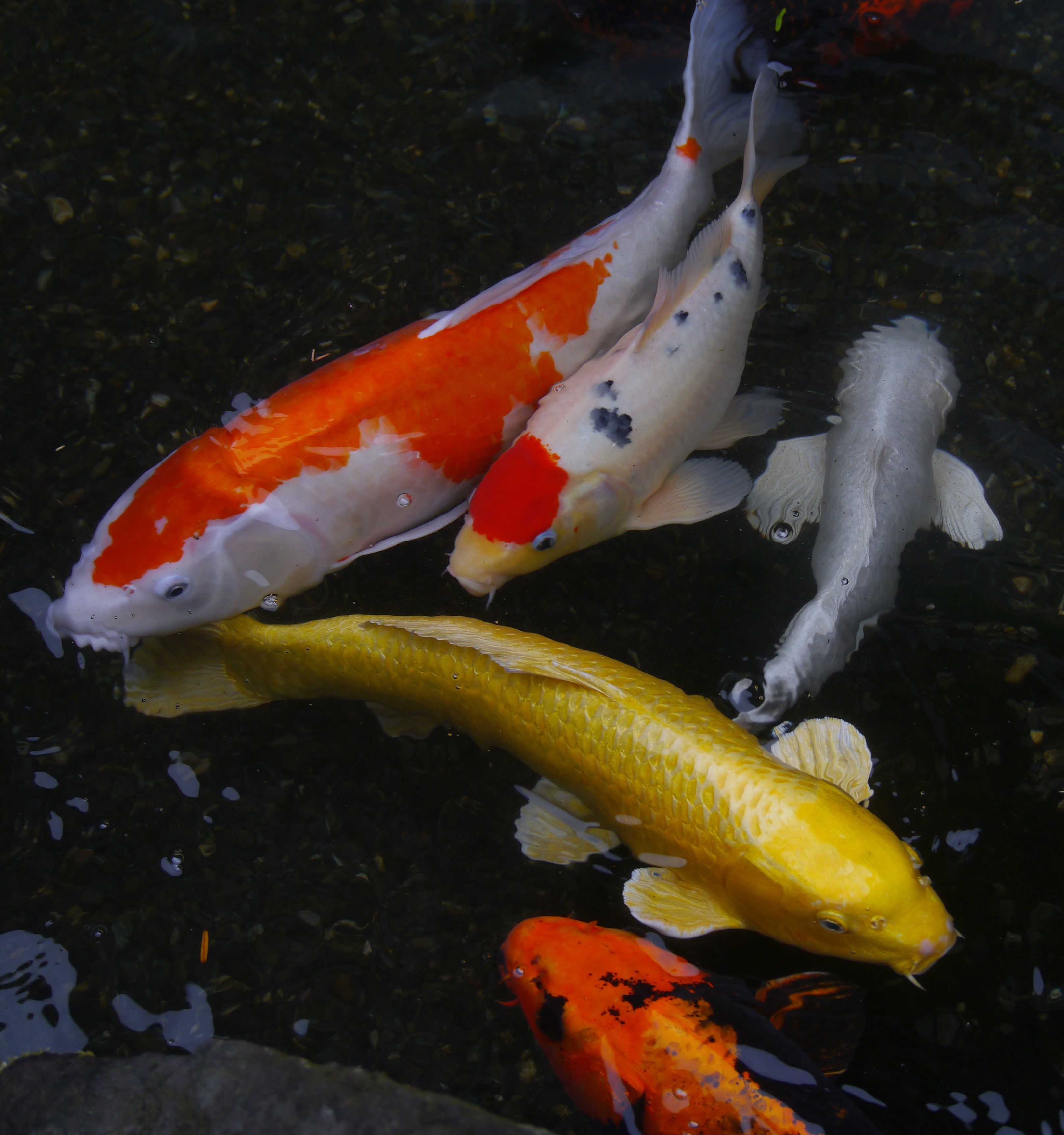 no people, school of fish, sea life, fish, undersea, sea, red and white, gold, outdoors, animals in the wild, japan, 2K, silver, pond, animal wildlife, Phone HD Wallpaper