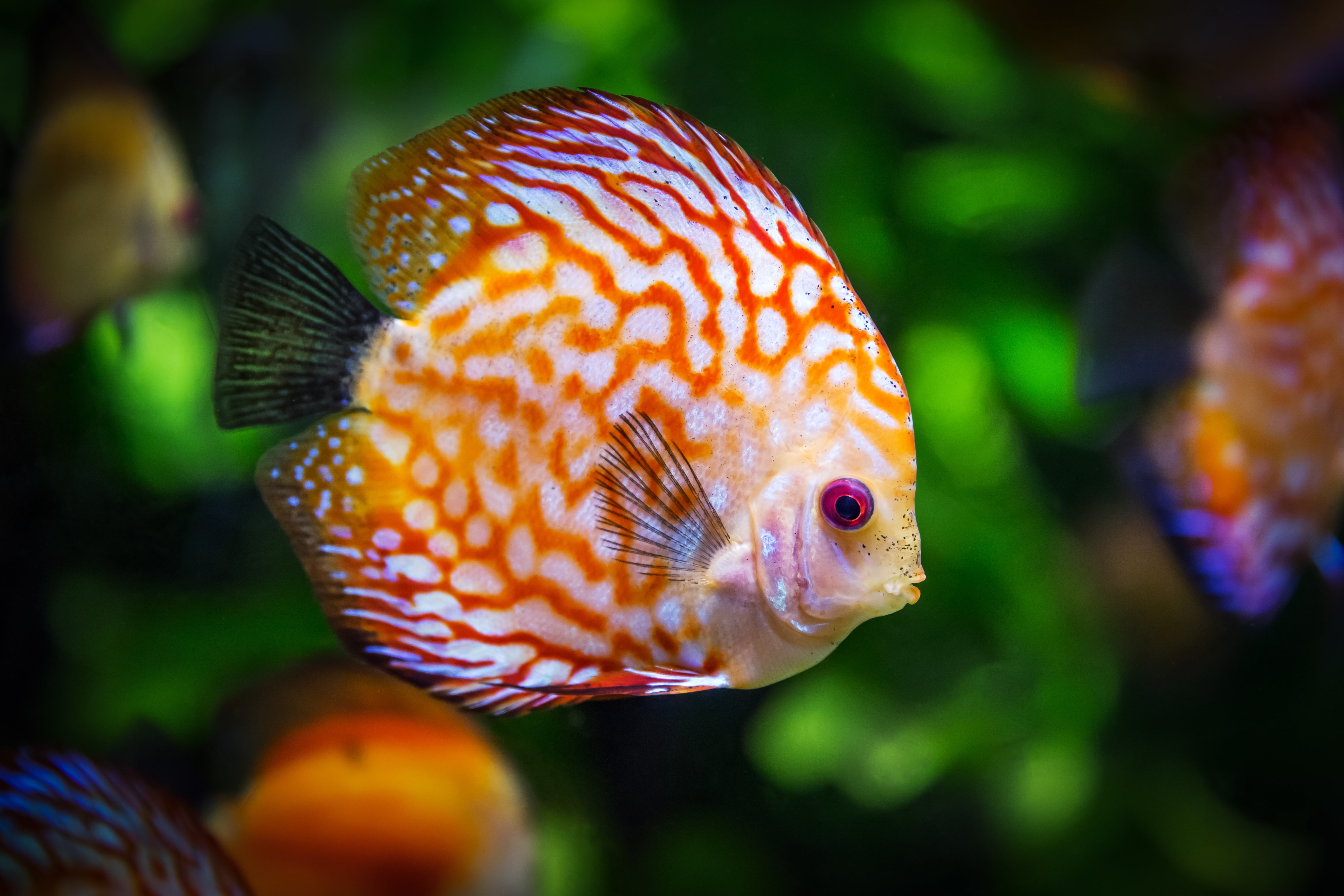 animal Fin, discus, blue, nature, animal themes, profile view, aquarium, goldfish, glass - material, swimming Animal, animal, tank, pets, sea, beauty In Nature, HD Wallpaper