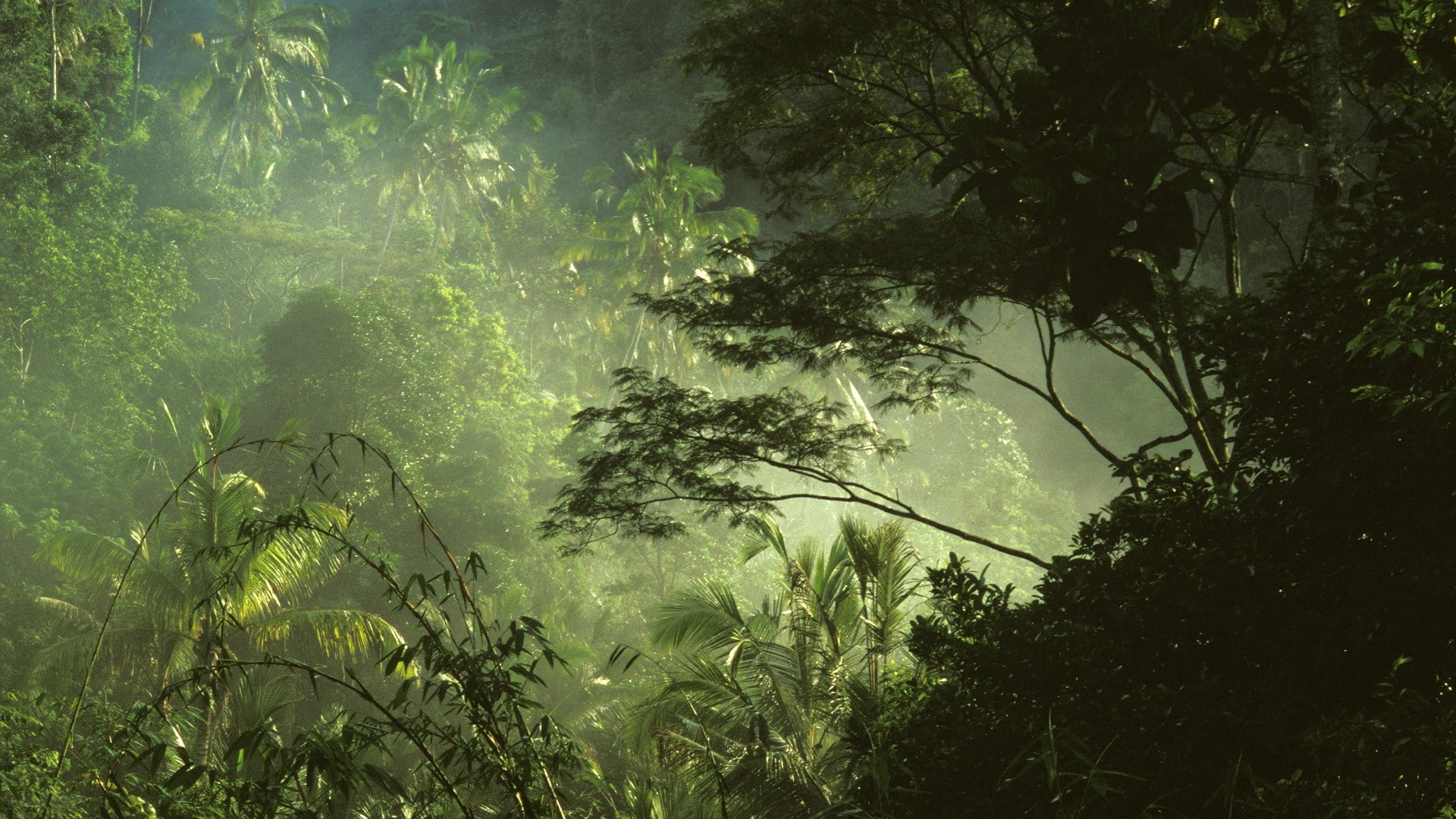 nature, jungle, trees, tropical, 1080P, forest, hd, HD Wallpaper
