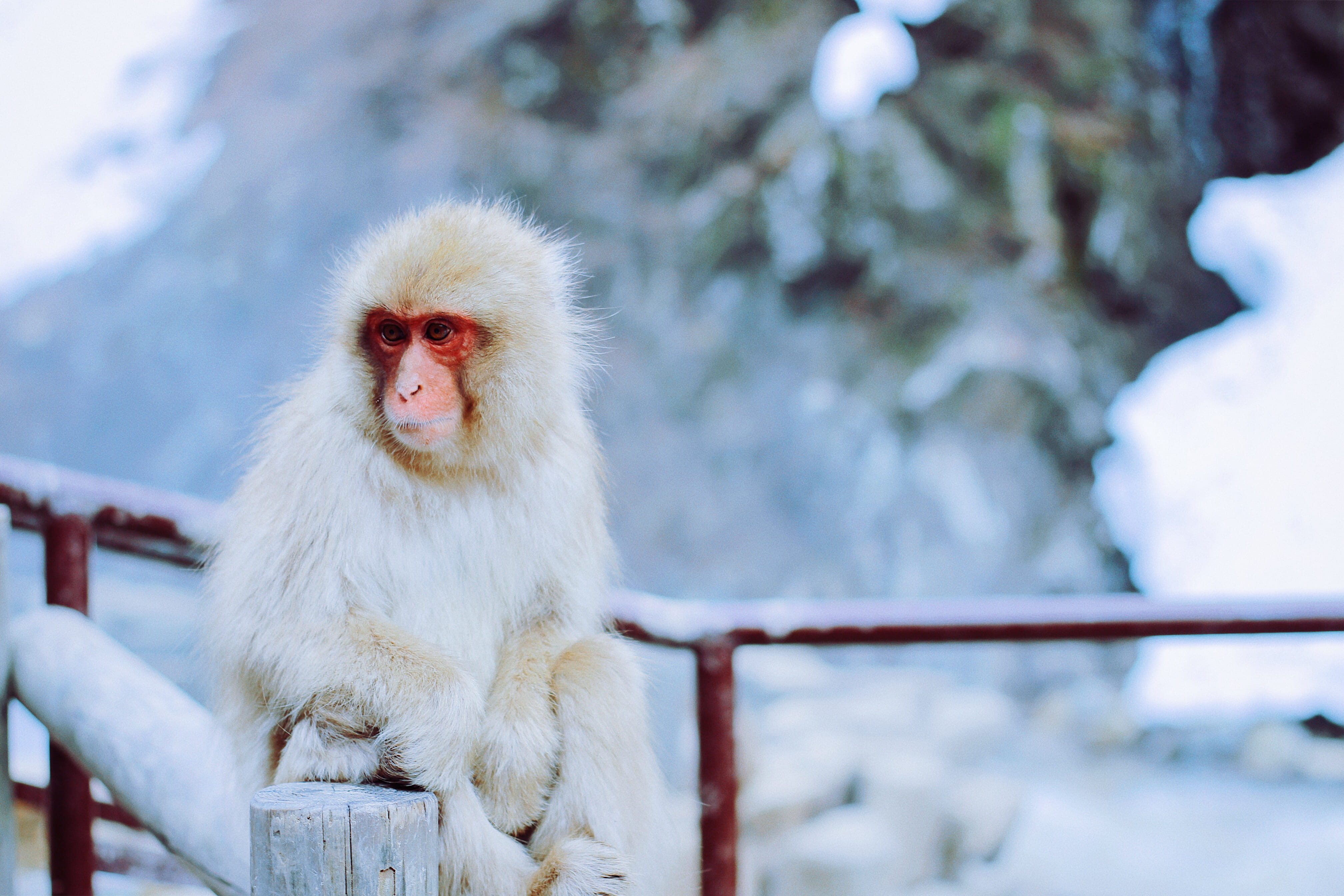 wildlife, animal hair, jigokudani, brown, mammal, fence, japanese Macaque, nature, day, wooden bridge, no people, animal wildlife, animal themes, red, monkey, HD Wallpaper