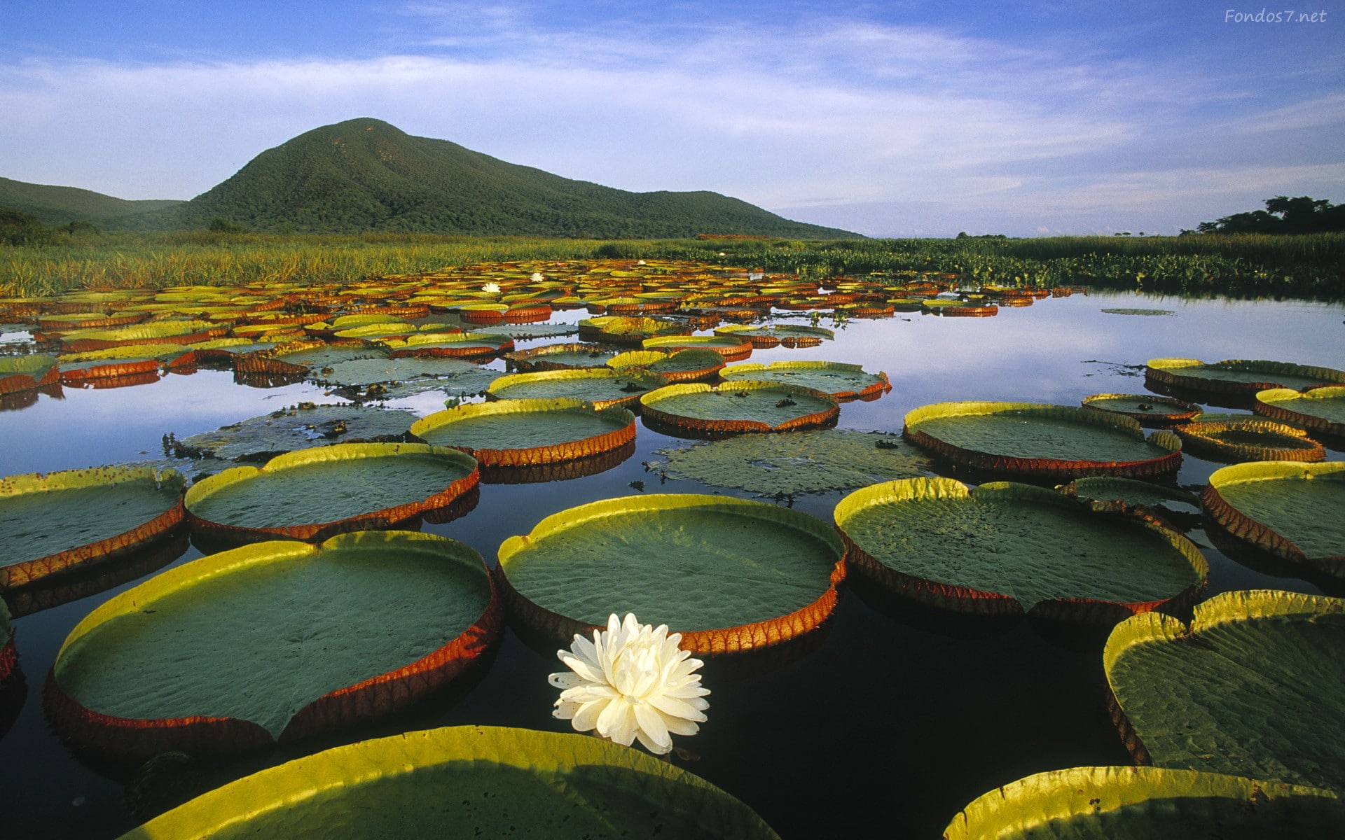 lily pads, lake, 1080P, landscape, hills, water lilies, HD Wallpaper