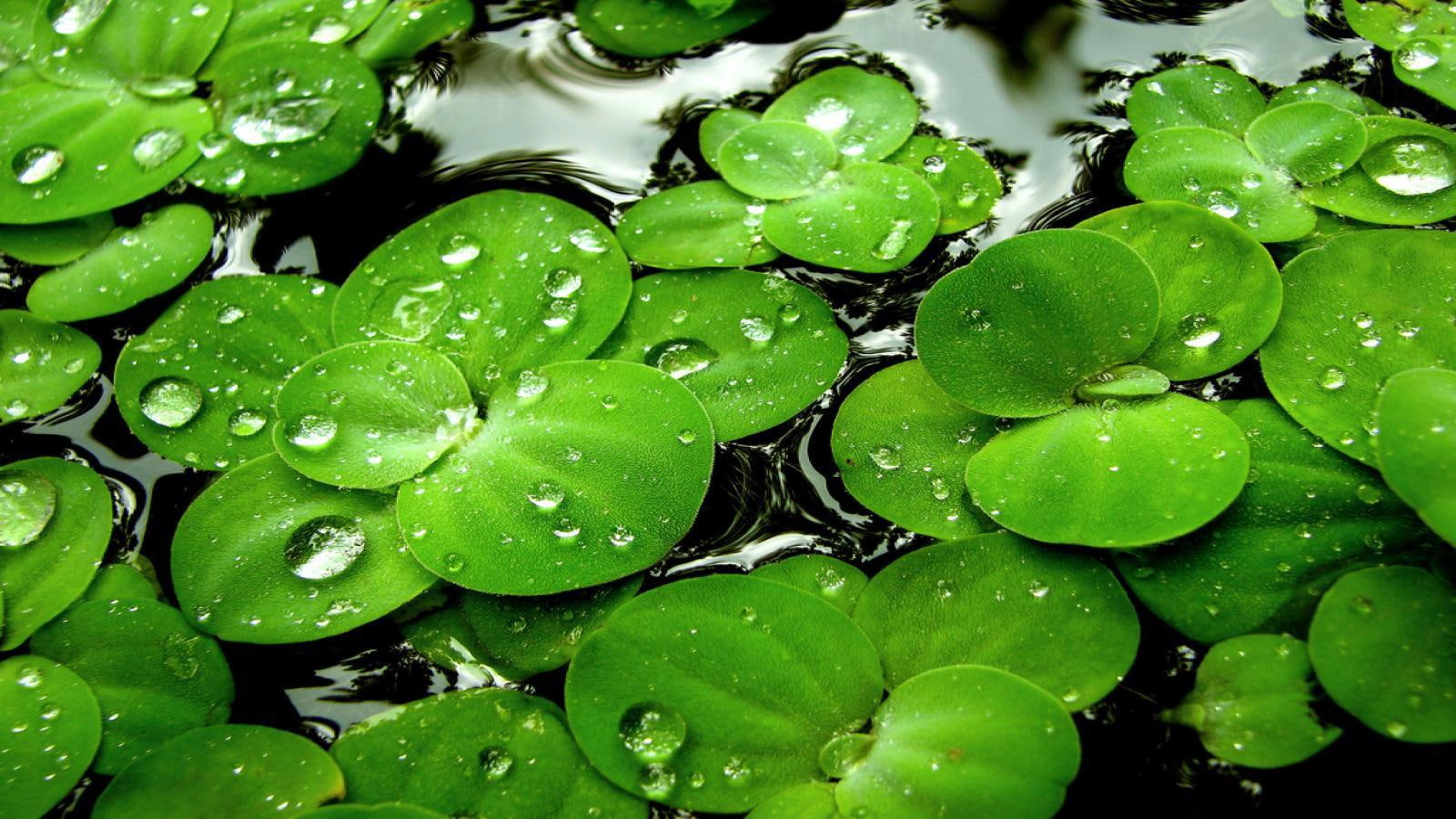 high, 720P, lily, quality, picture, water, leaves, pads, drops, HD Wallpaper