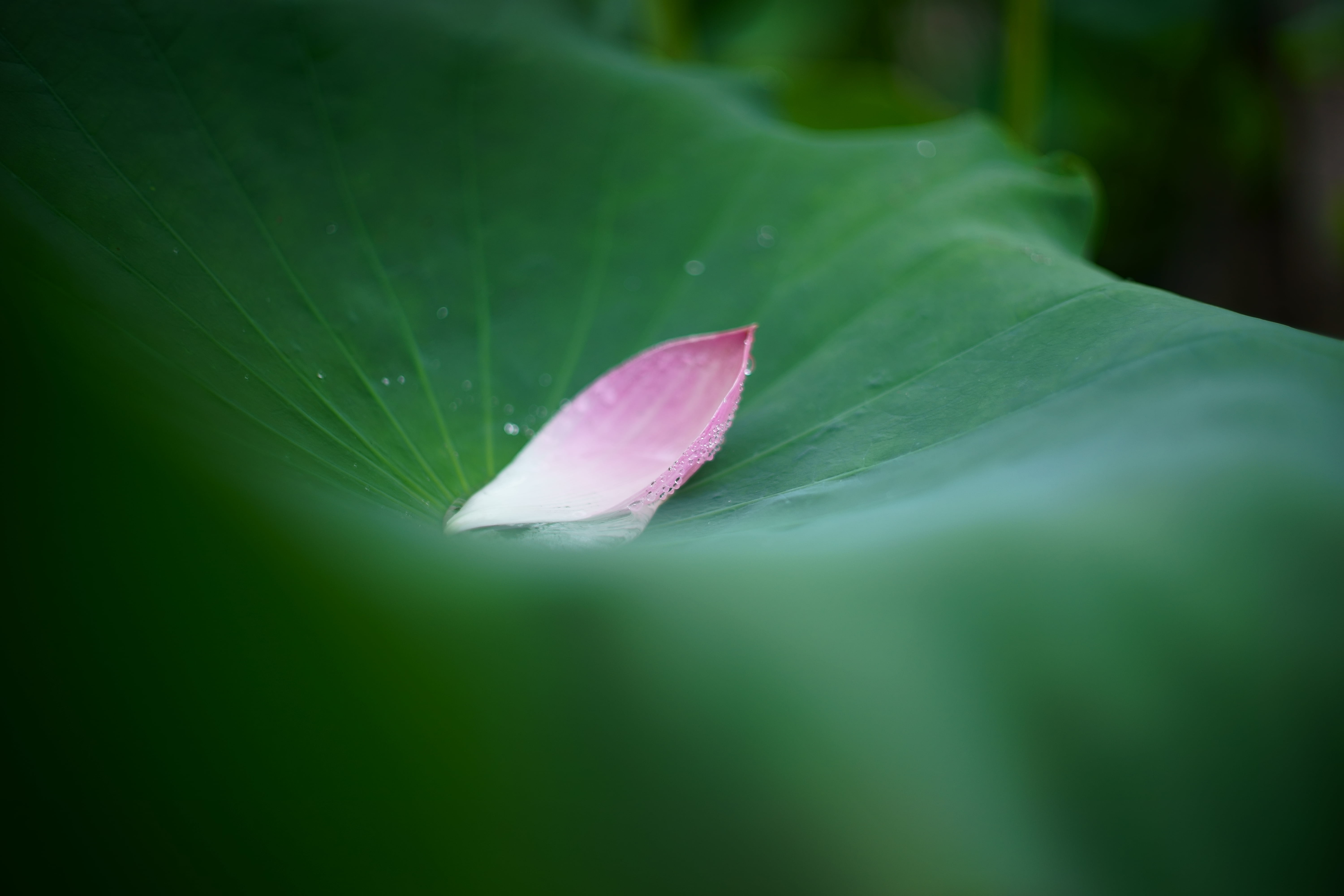 nature, close-up, lotus Water Lily, flower, beauty In Nature, 5K, photo, plant, pad, lily, flower Head, petal, macro, pink, lotus, botany, leaf, HD Wallpaper