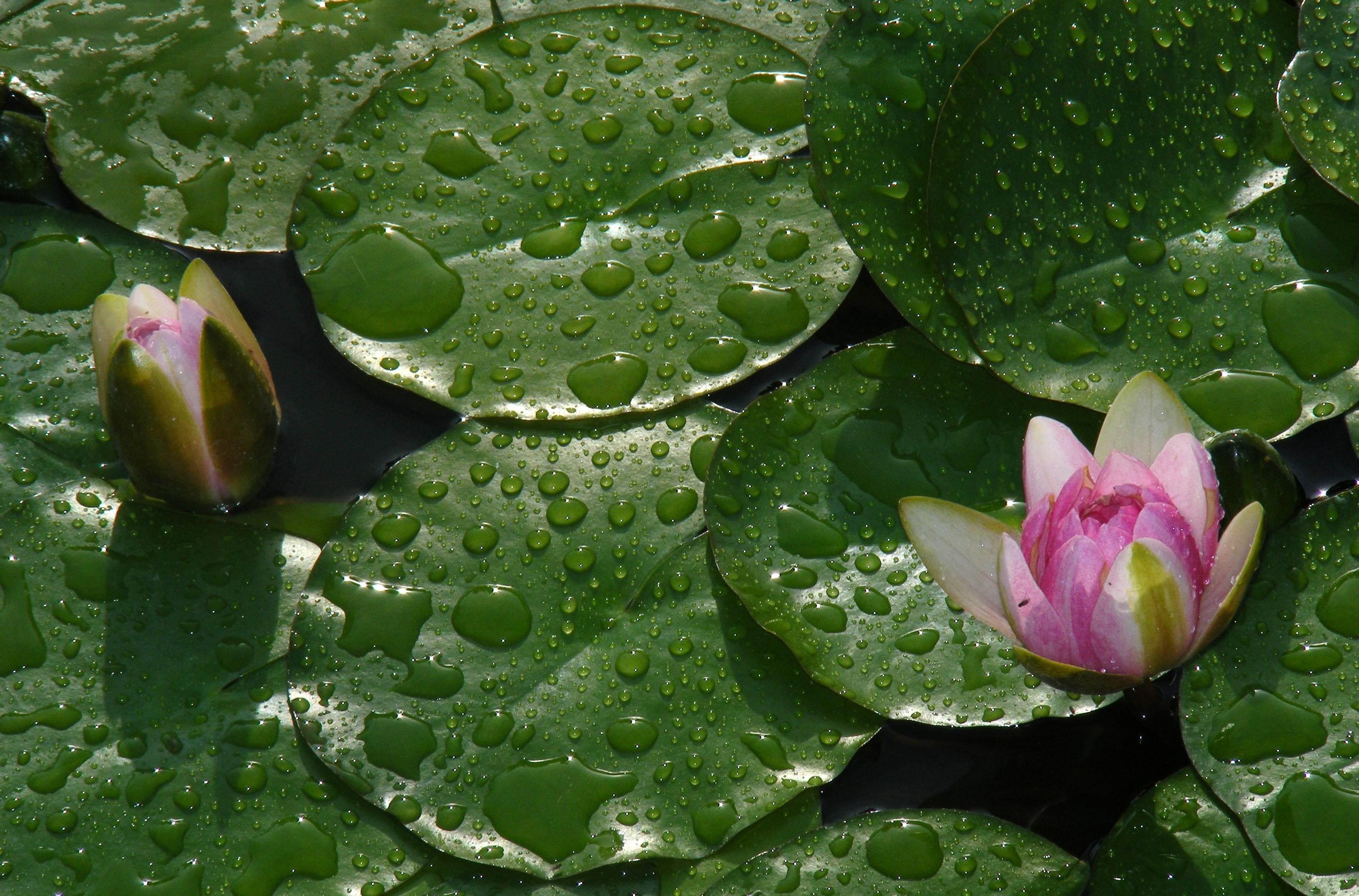lake, freshness, water lilies, floating on water, beauty In Nature, backgrounds, plant part, blossom, nature, fragility, no people, pads, drops, summer, HD Wallpaper