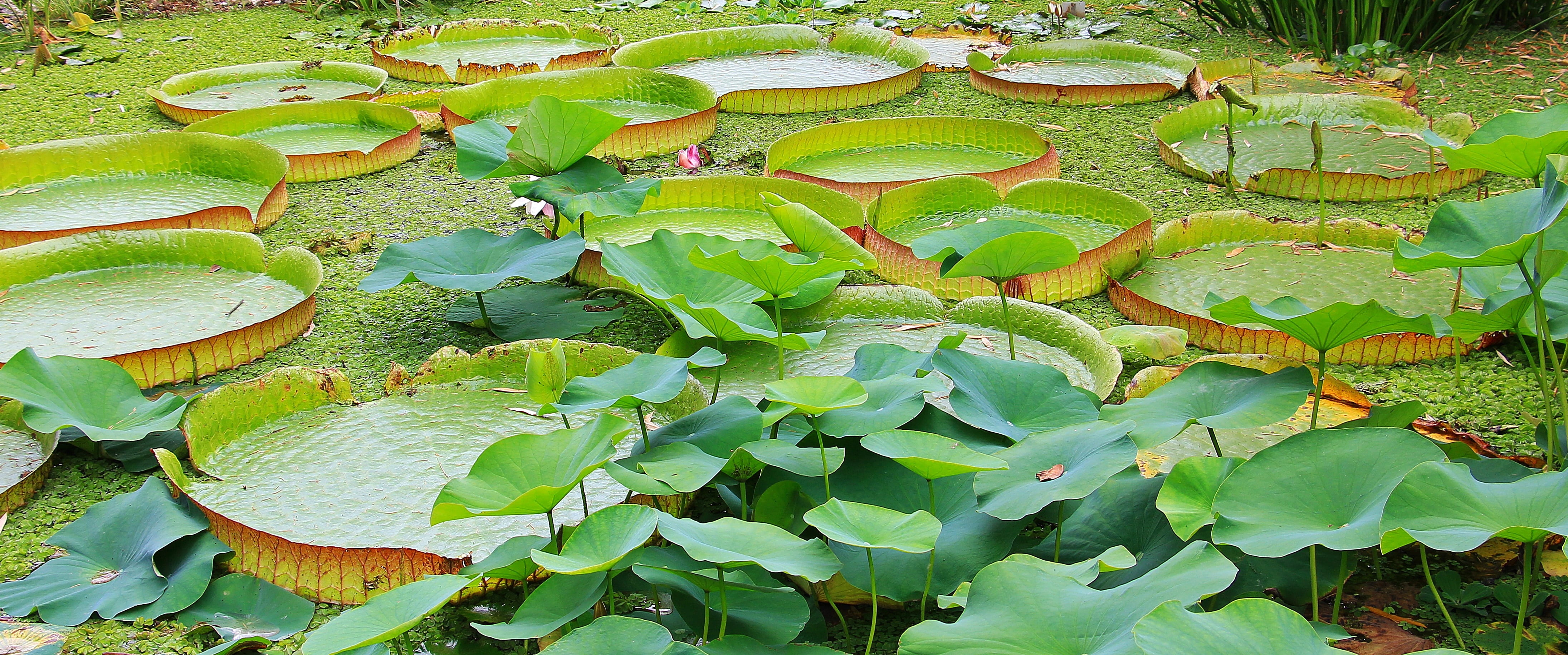 plant, nymphaeaceae, biotope, close-up, plant part, silent waters, no people, land, leaf, lily pad, green, lake, circular, huge seerosenblätter, beauty in nature, HD Wallpaper