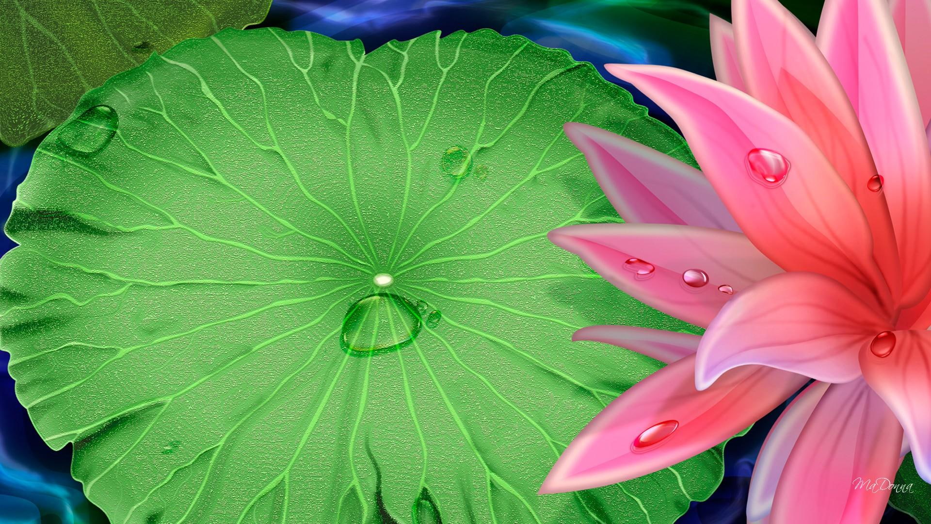 flower, 1080P, water, dew drops, lake, bright, nature and landsca, pad, pond, drops, spring, lily, summer, lily pad, HD Wallpaper