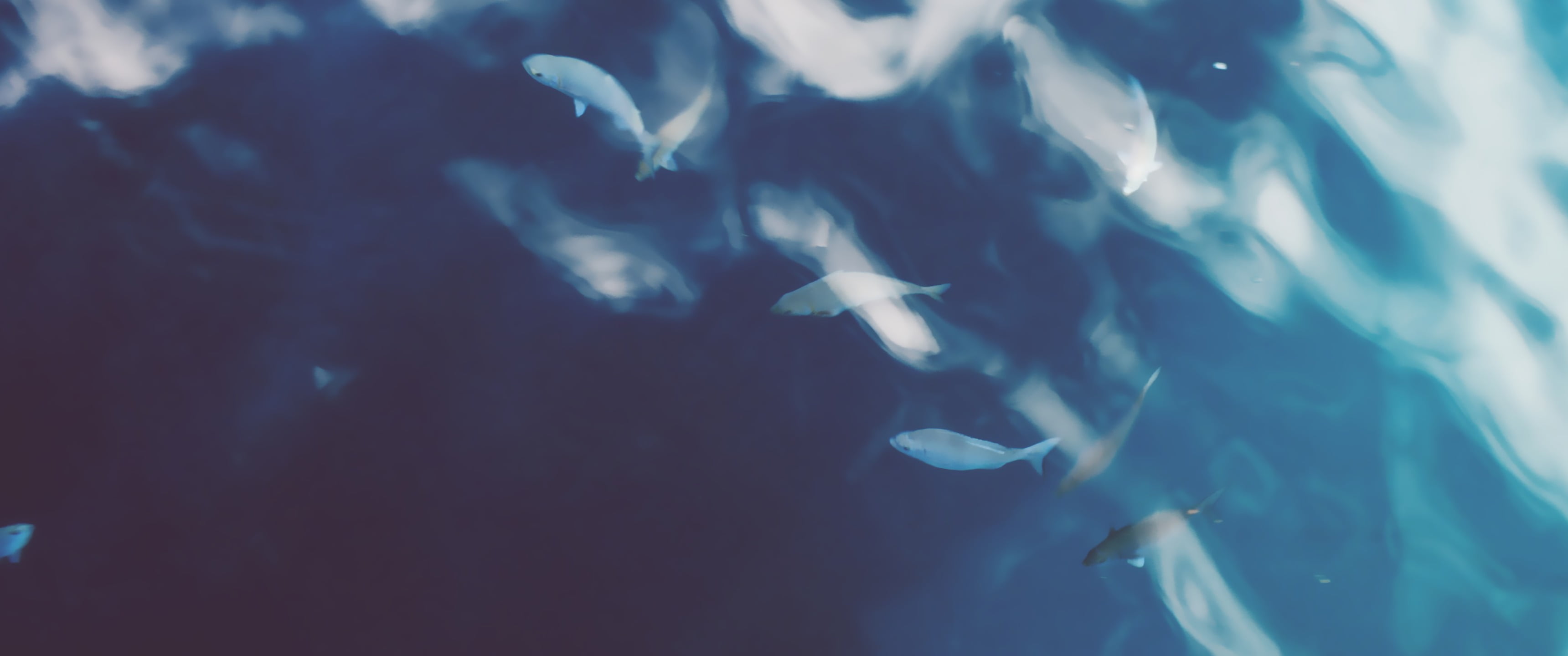 marine, animal themes, sea, animal wildlife, animals in captivity, shoal, blue, 2K, animals in the wild, nature, animal, ultrawide, school of fish, group of animals, HD Wallpaper