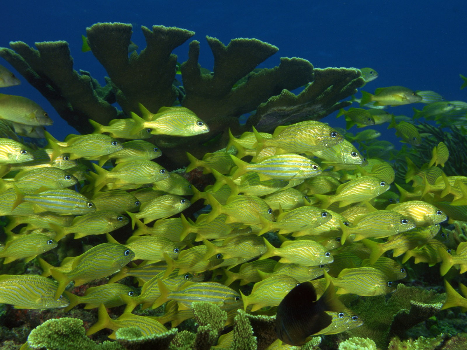 coral, fish, underwater, sea, 720P, shoal of fish, HD Wallpaper