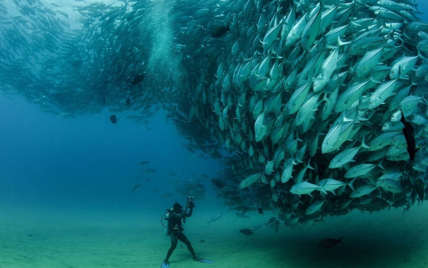 divers, 720P, sea, shoal of fish, fish, underwater, photography, HD Wallpaper