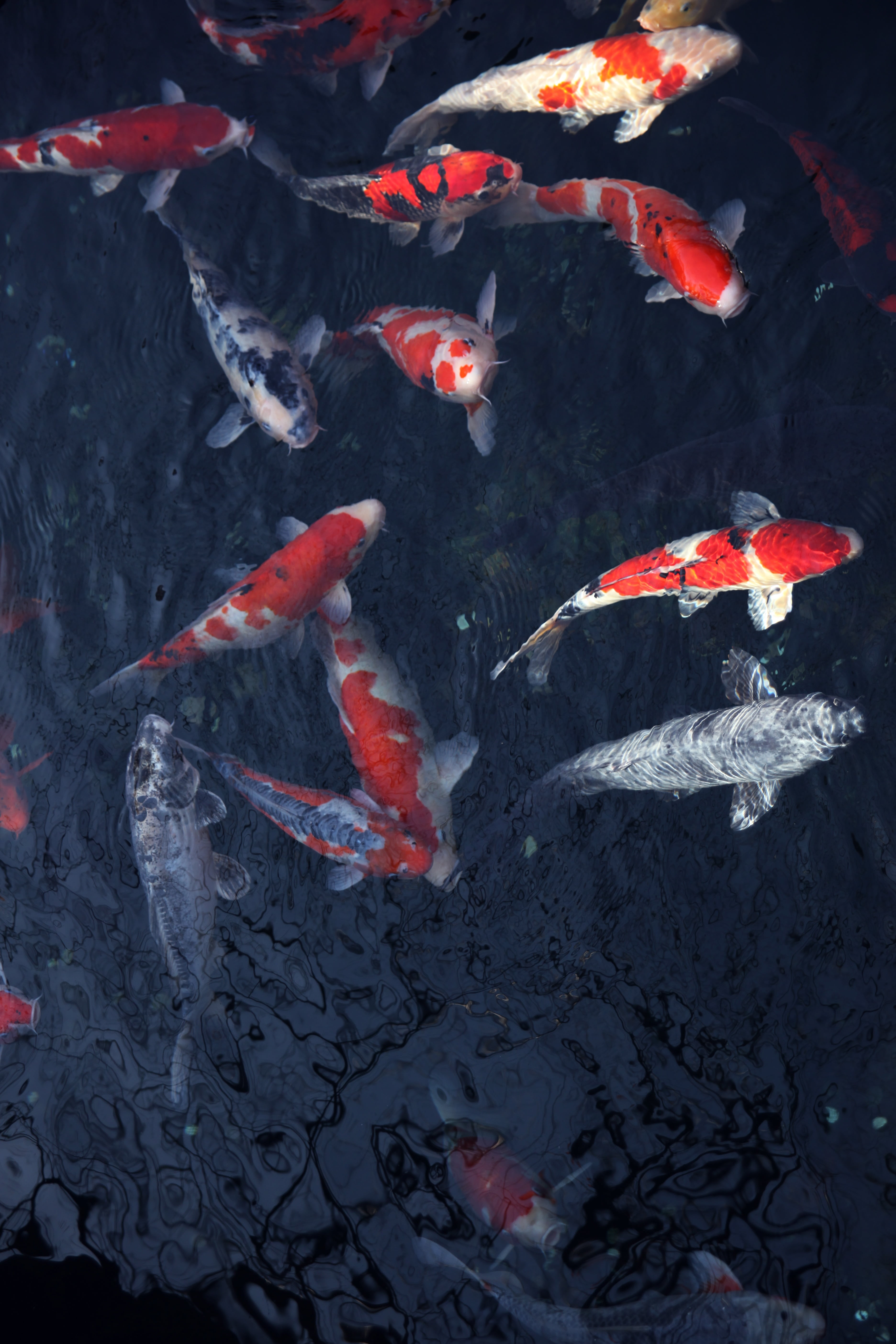 marine, underwater, swimming, nature, animal wildlife, high angle view, china wind, shoal, group of animals, carp, outdoors, school of fish, no people, Phone HD Wallpaper
