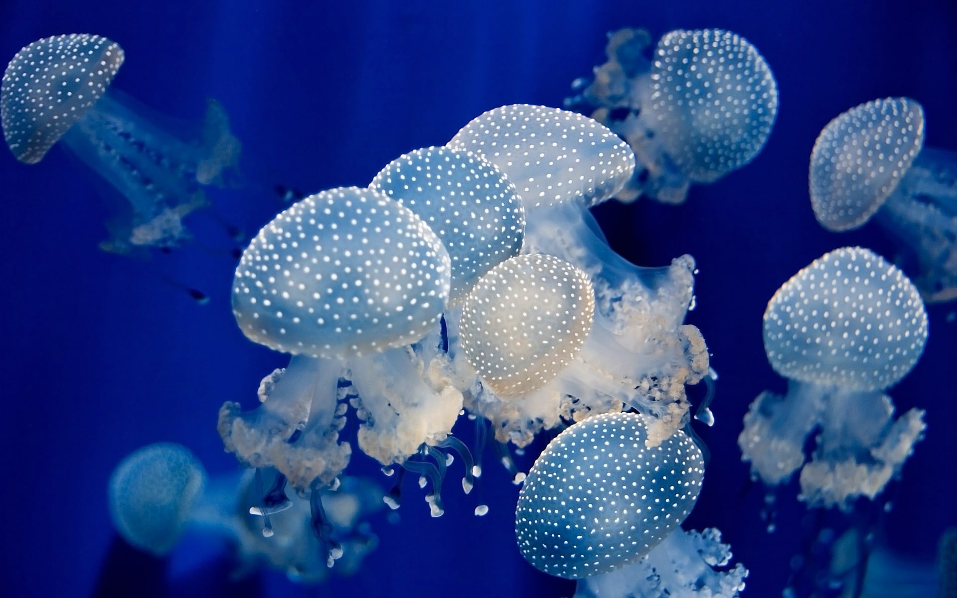 photography, jellyfish, shoal, fish, white, 1080P, jelly, small, blue, animal, HD Wallpaper