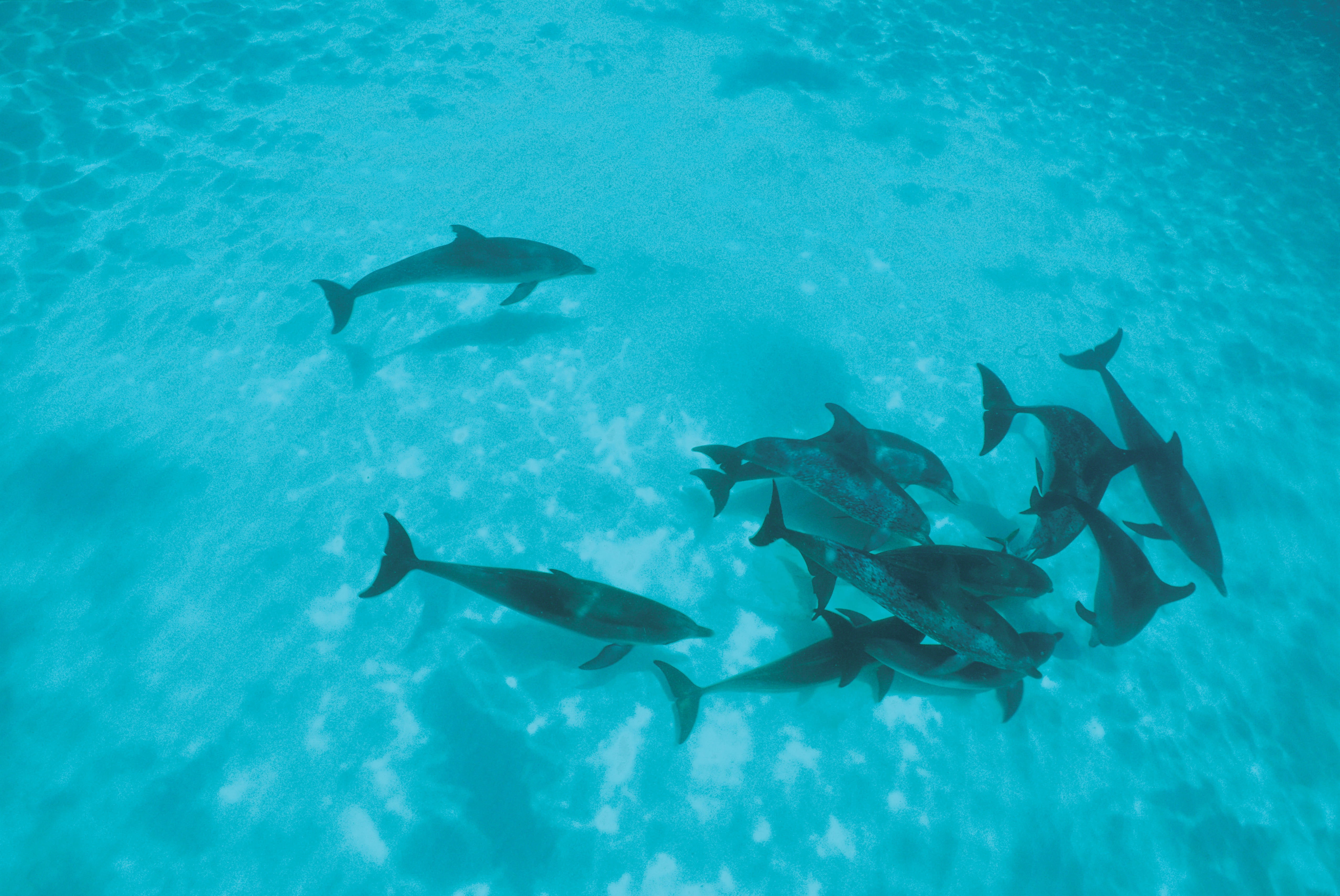 blue, mammal, reef, swimming Animal, animals And Pets, animals In The Wild, school of Fish, tropical Climate, wildlife, marine, animal wildlife, sea Life, HD Wallpaper