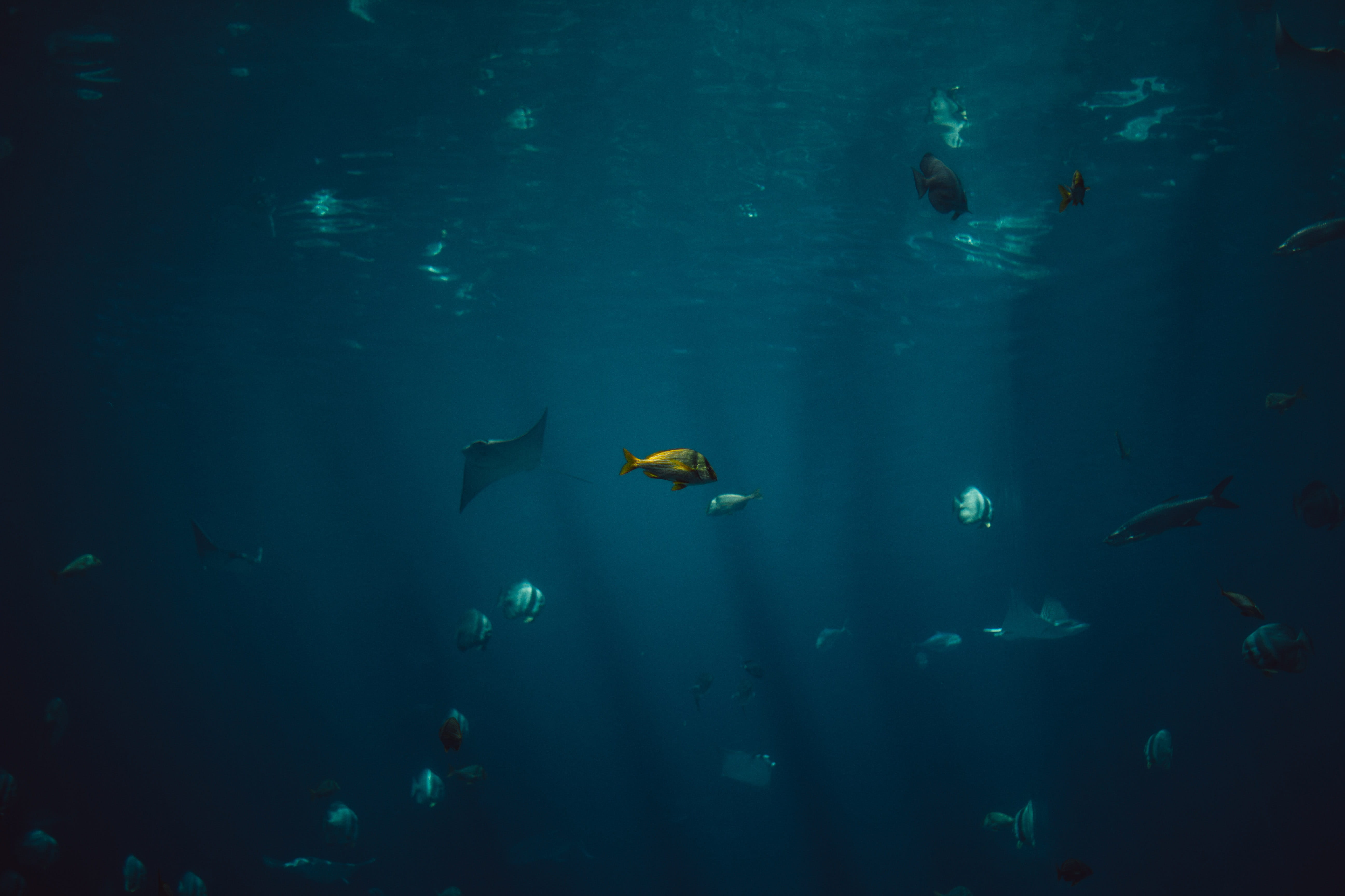 sea, animals in the wild, animal themes, no people, marine, body, 5K, blue, fish, school, animal wildlife, sea life, large group of animals, wildlife, HD Wallpaper