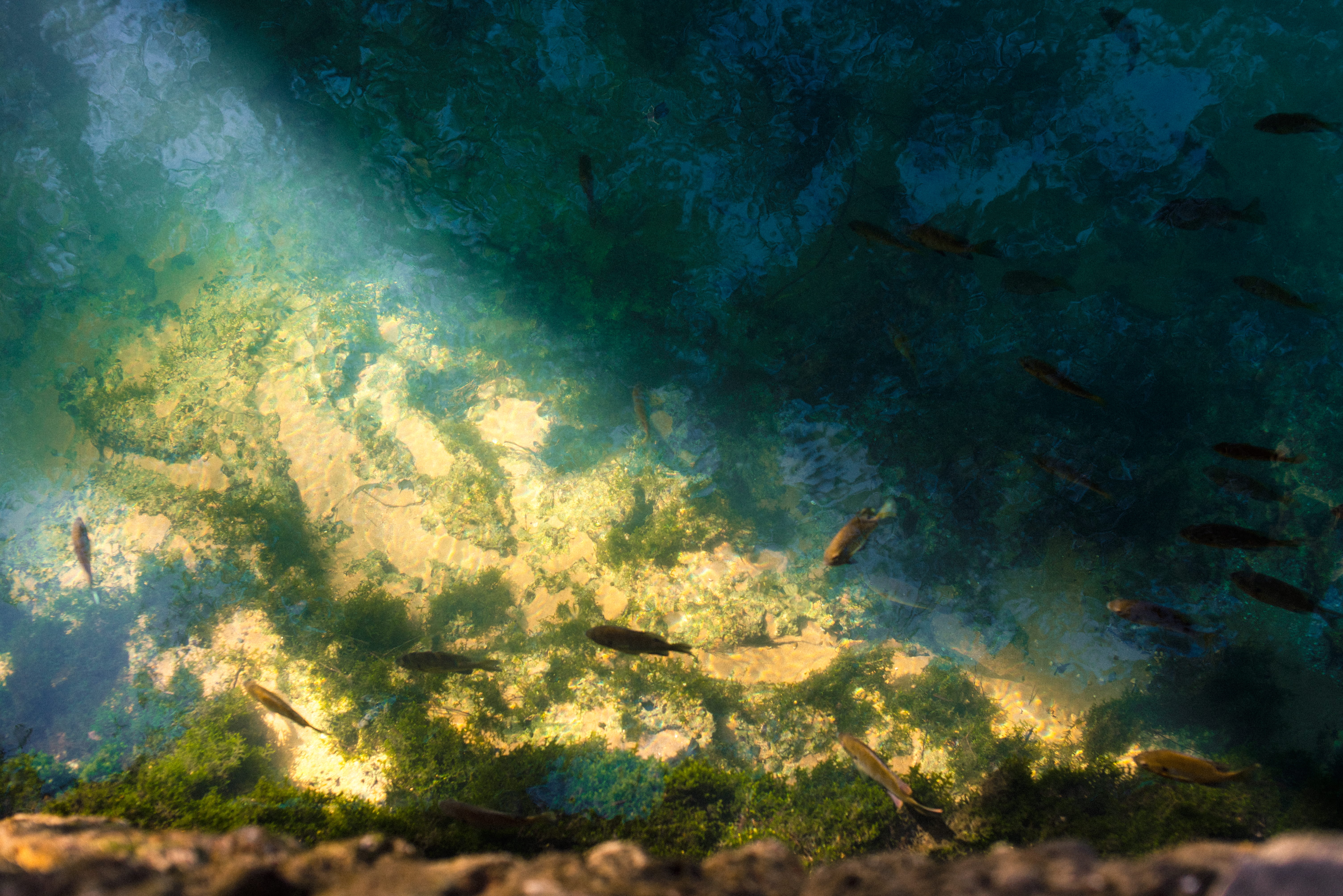school of fish, no people, animals in the wild, marine, underwater, backgrounds, 5K, water, nature, shoal, animal themes, sea life, swimming, group of animals, HD Wallpaper