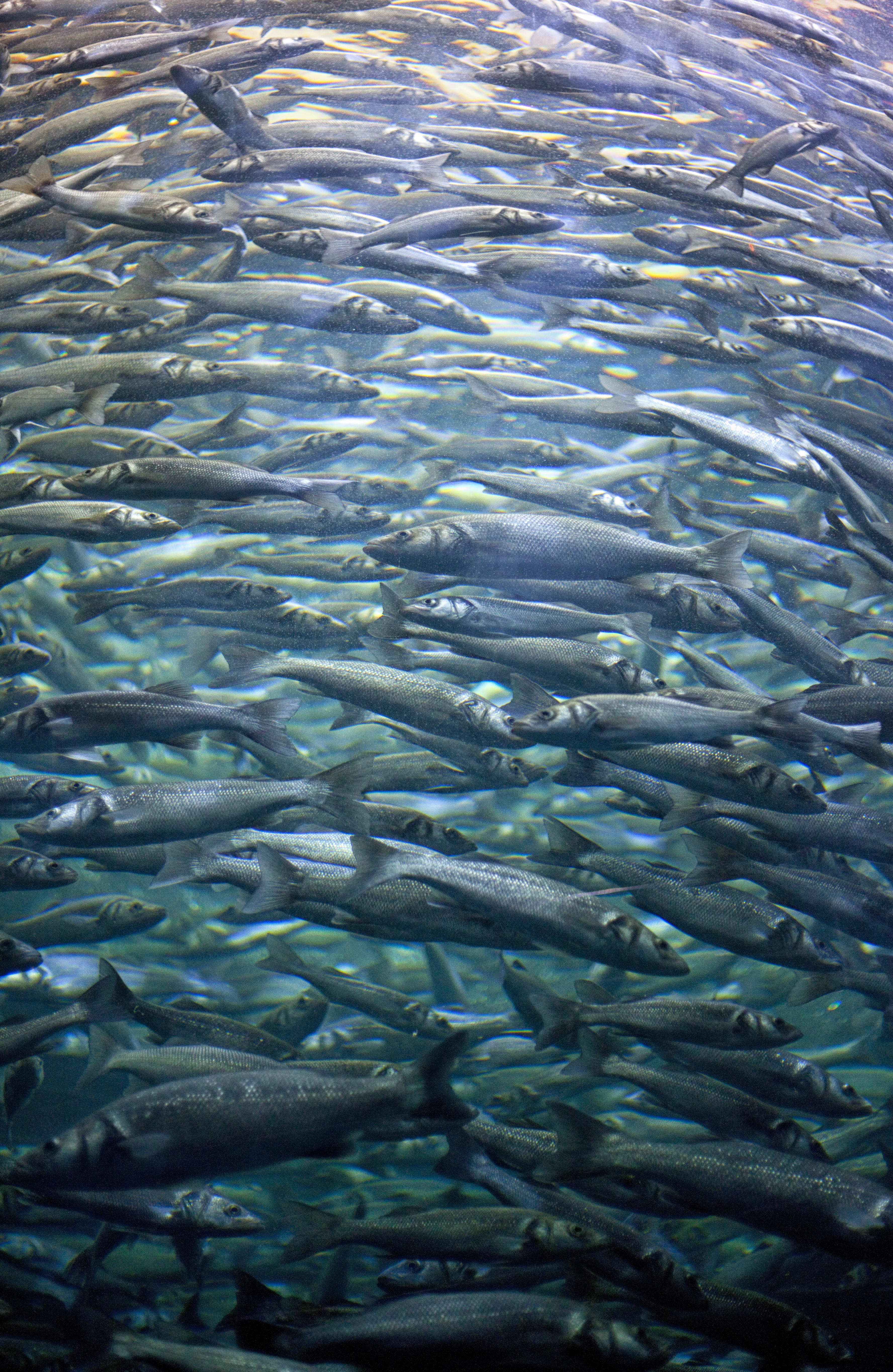 animal wildlife, ocean, abundance, no people, sardines, animal themes, animals in the wild, large group of animals, full frame, group of animals, undersea, Phone HD Wallpaper