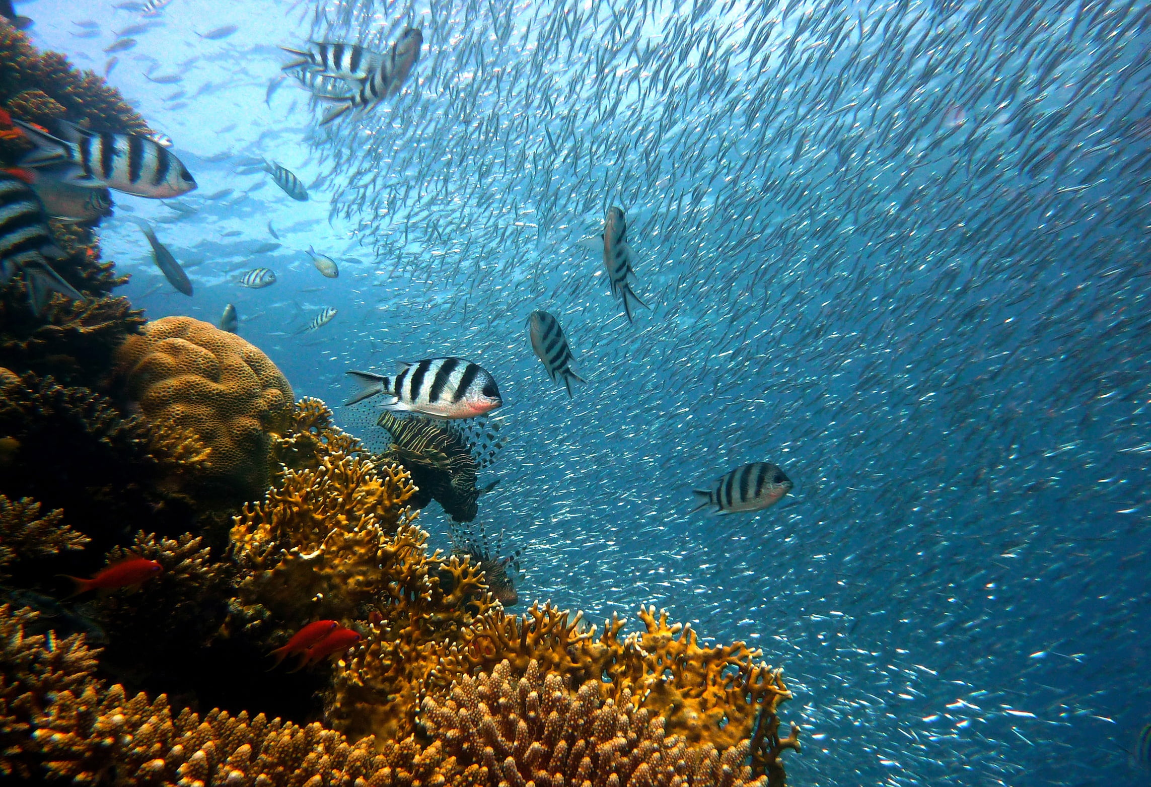swimming, diving, colorful, animals in the wild, animal, shoal, undersea, sea, water, marine, photography, water creature, sea life, school of fish, outdoors, HD Wallpaper