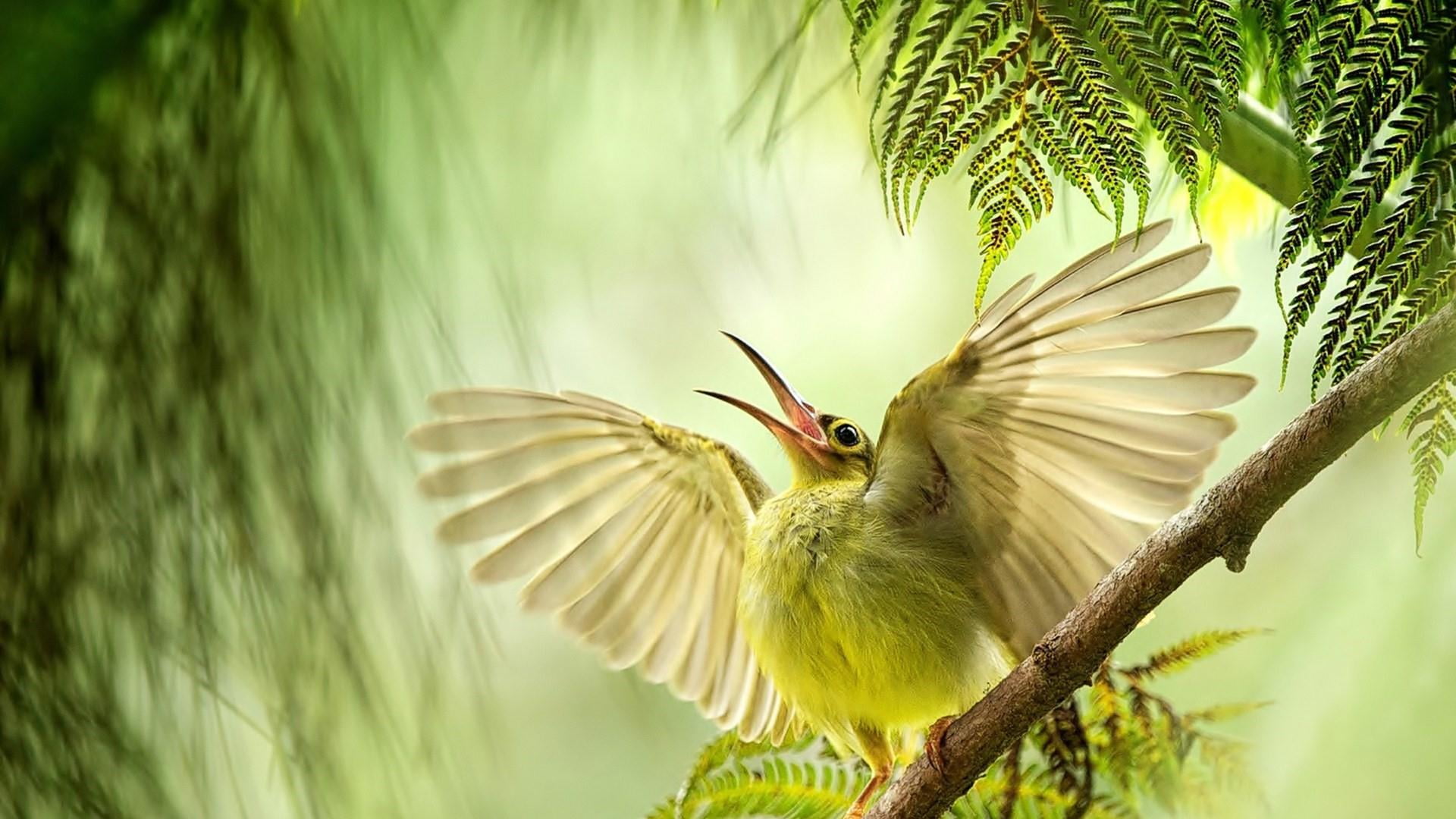 animal, tree, singing, spread wings, outdoors, one animal, plant, branch, no people, palm leaf, focus on foreground, animal wildlife, feathery, 1080P, HD Wallpaper