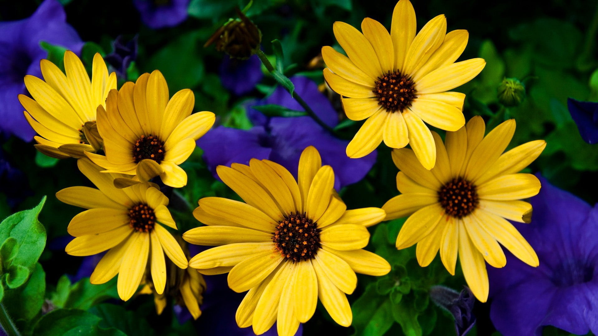  1080P, background, fabulous, hd, rudbeckia, flowers, yellow, desktop, pictures, HD Wallpaper