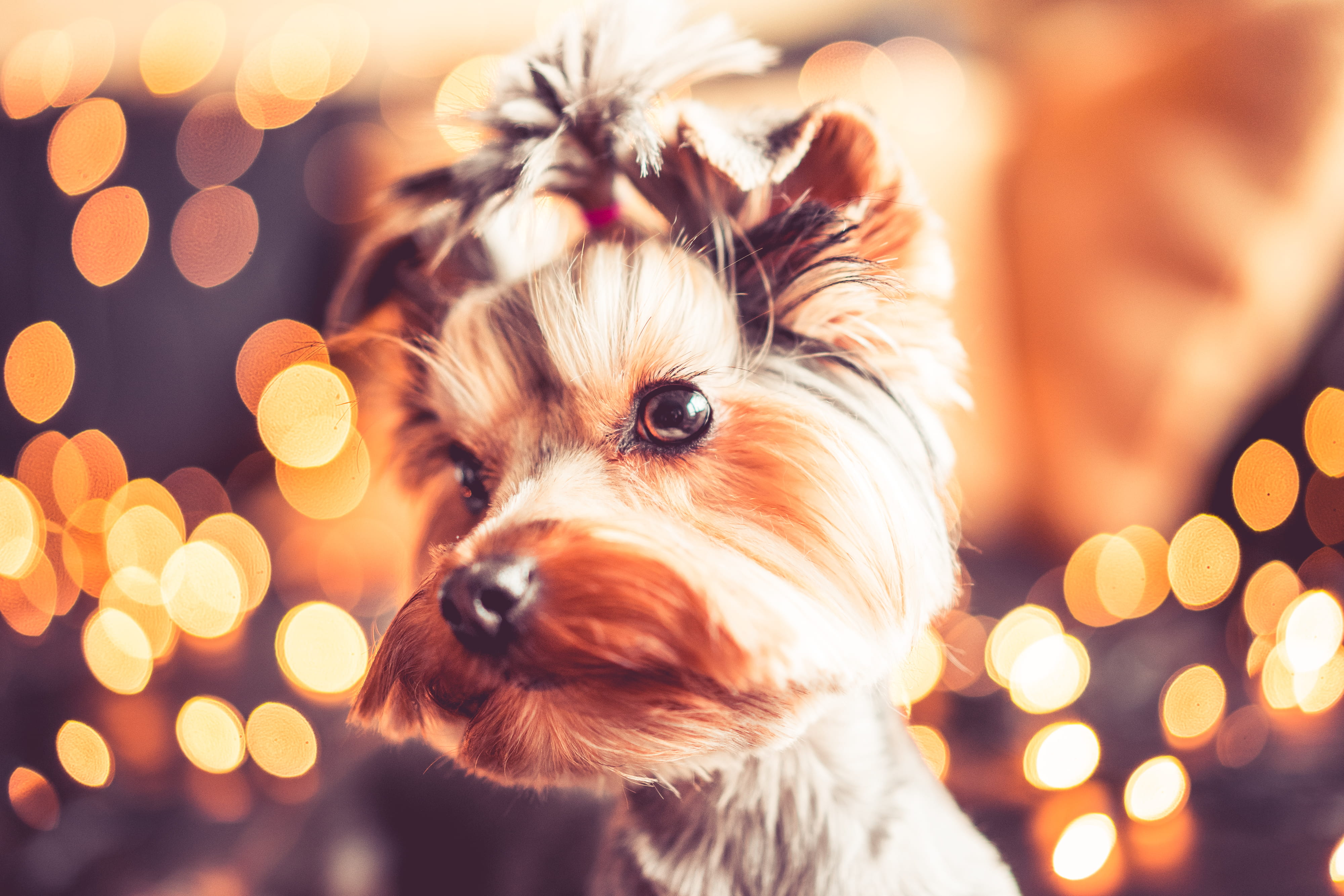 one Animal, december, christmas holidays, Christmas Portrait, mammal, dog, christmas evening, domestic, Cute, animals, illuminated, 4K, animal head, lap dog, HD Wallpaper