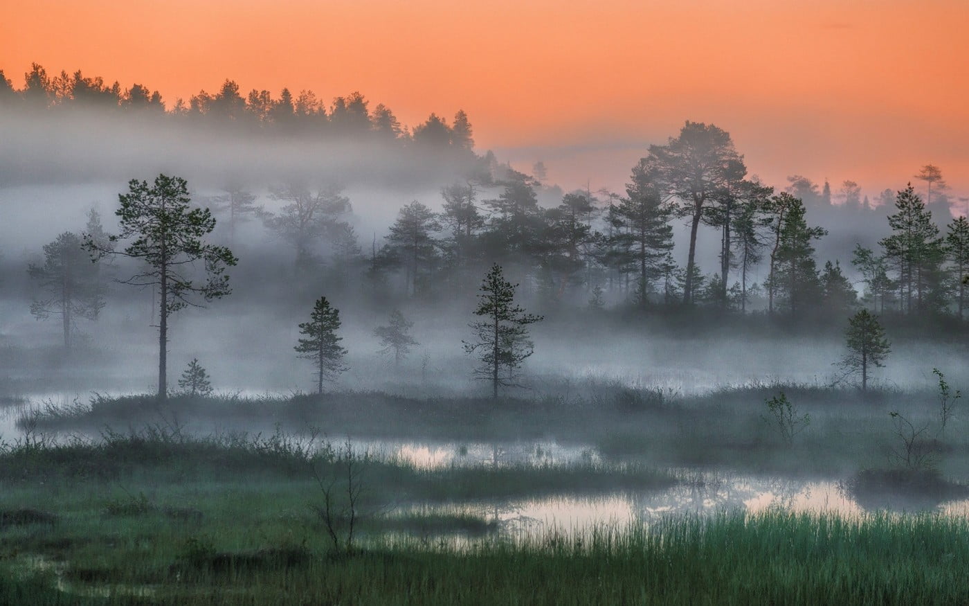 nature, mist, water, environment, growth, beauty in nature, scenics - nature, morning, body, Arctic, landscape, idyllic, smog, outdoors, woodland, fog, HD Wallpaper