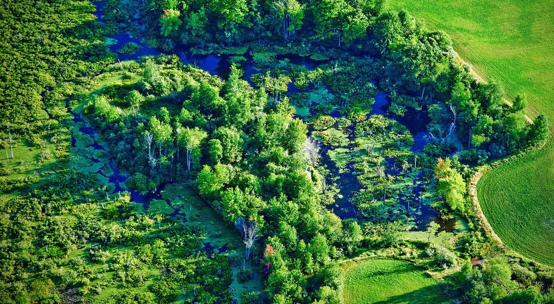beauty in nature, lush foliage, no people, water, photography, 720P, wetland, land, high angle view, growth, river, green, trees, idyllic, foliage, green color, HD Wallpaper