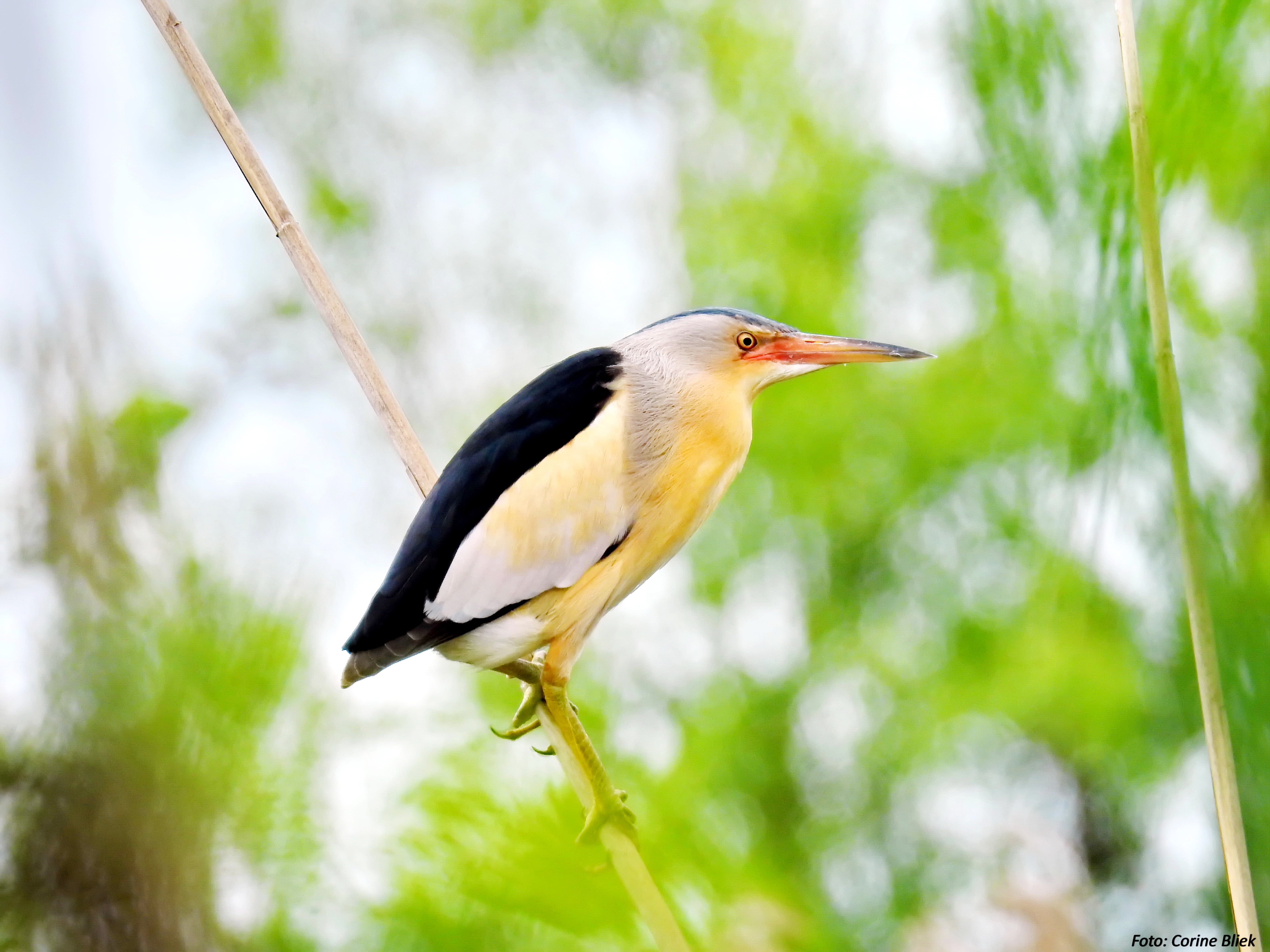 nature, perch, black, vogels, black bird, wildlife, 4K, birds, Little Bittern, twig, bird, reeds, wetlands, white, Ixobrychus minutus, mysterious, vogel, HD Wallpaper