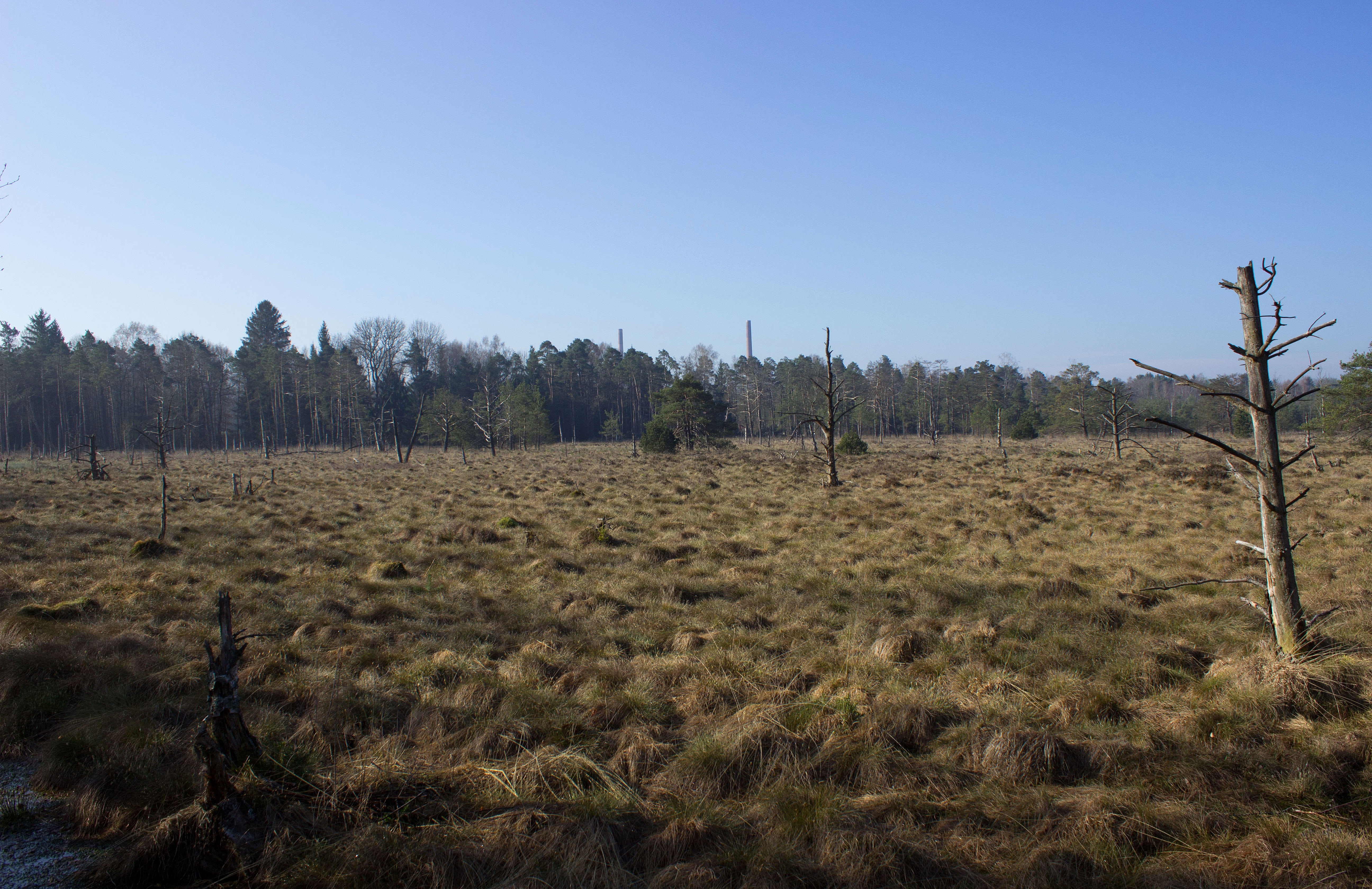 plantation, tranquil scene, wetlands, wurzacher ried, no people, field, copy space, moorland, environment, non-urban scene, grass, moor, growth, clear sky, HD Wallpaper
