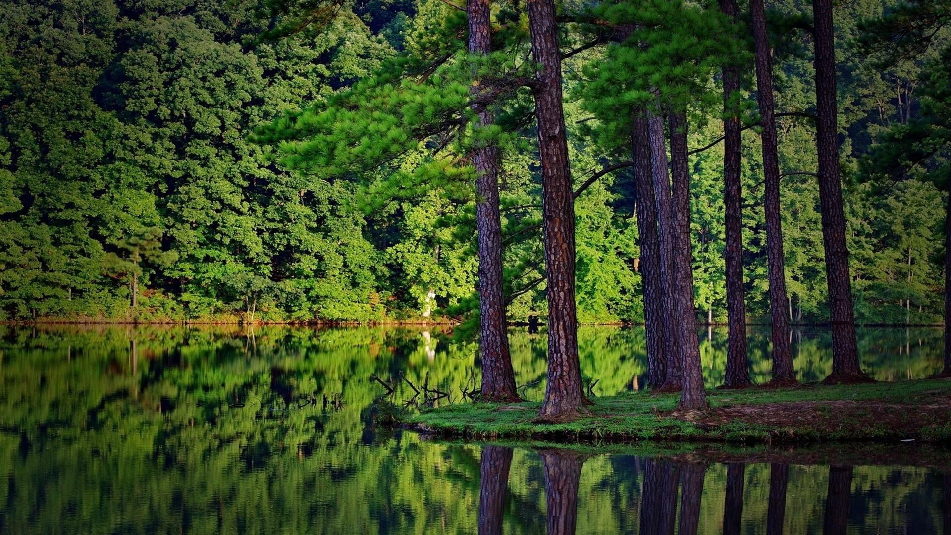 reflection, wetland, lush foliage, scenics - nature, tranquil scene, growth, tree, green color, water, plant, pine tree, trees, reflected, wilderness, no people, HD Wallpaper