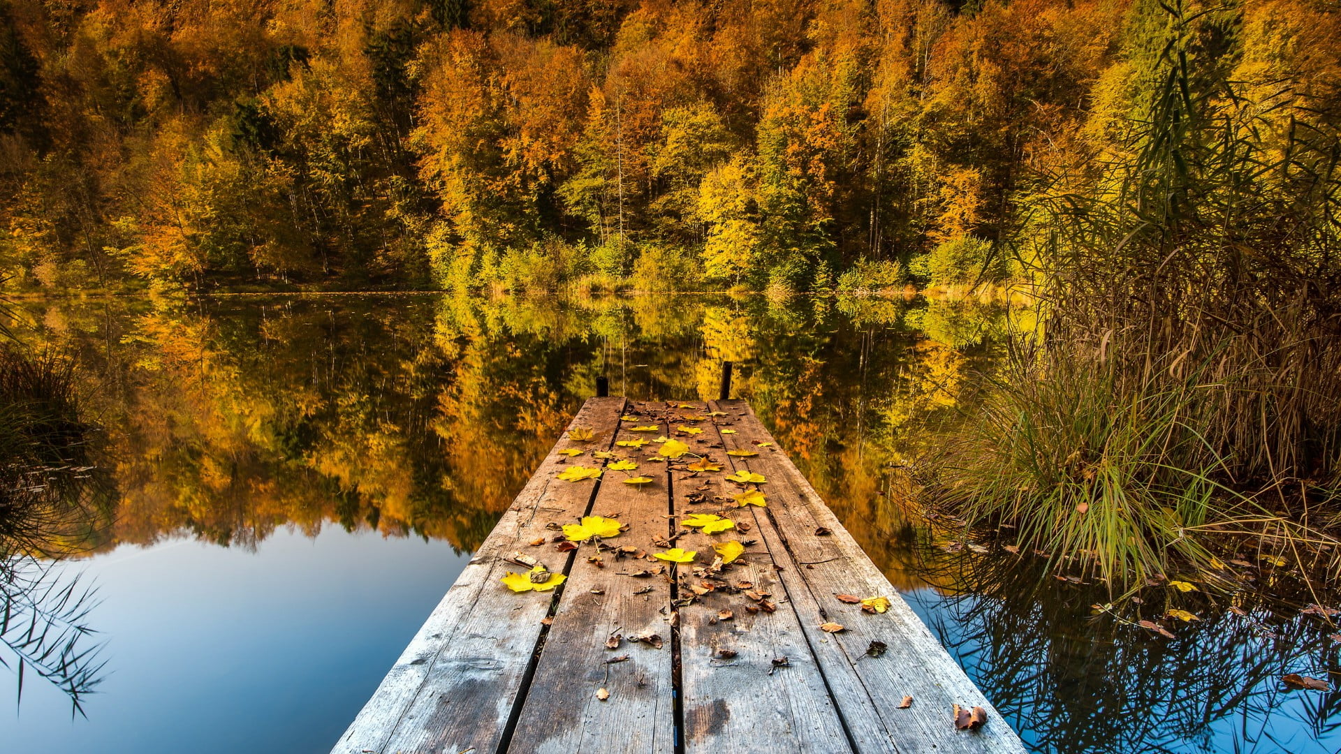 yellow, river, scenics - nature, wilderness, non-urban scene, tranquility, water, path, forest, tree, idyllic, plant, waterway, change, wetland, nature, HD Wallpaper