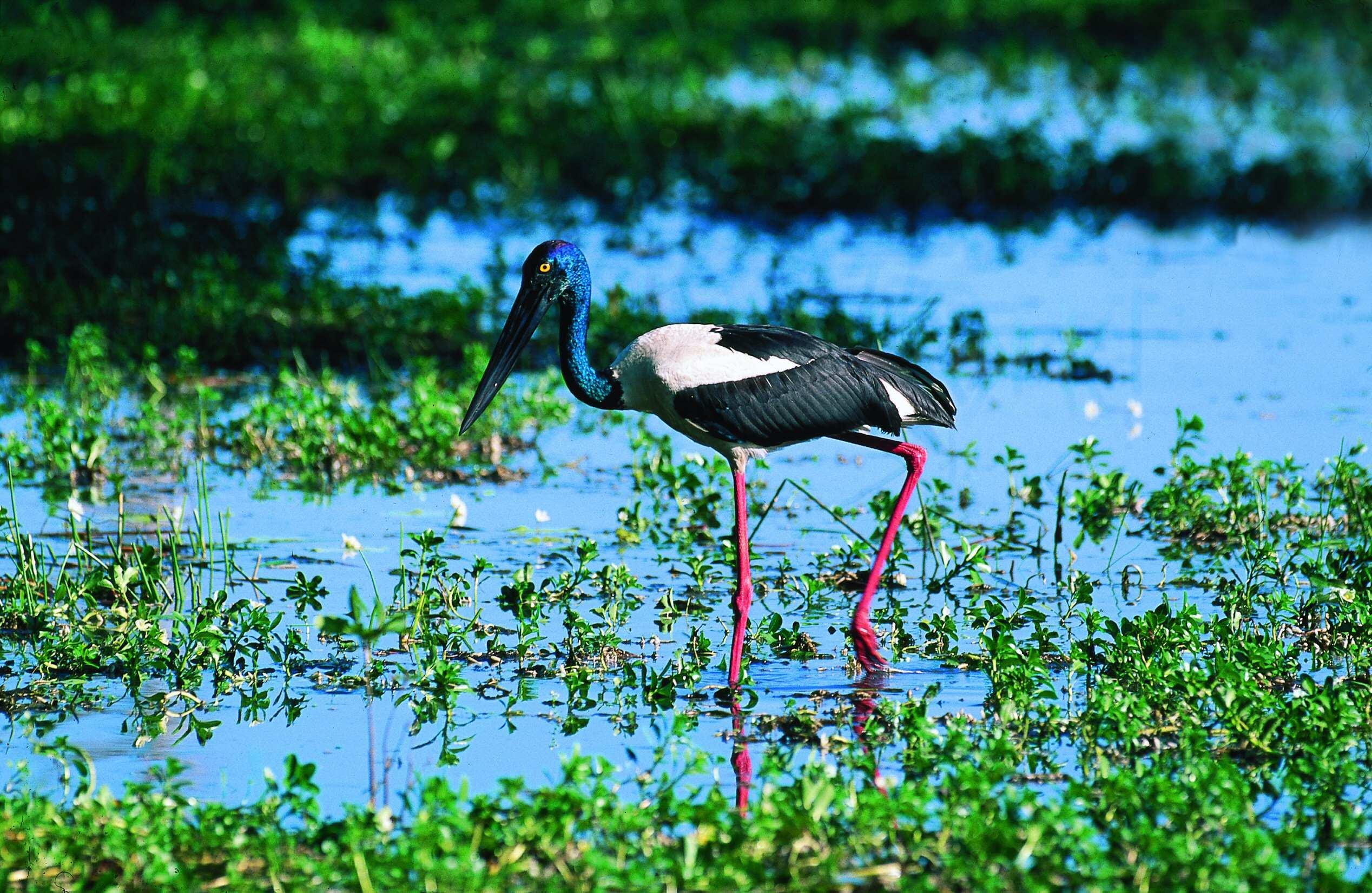 bird, crane, wetlands, marsh, black, blue, animals, white, headed, stork, 1080P, HD Wallpaper