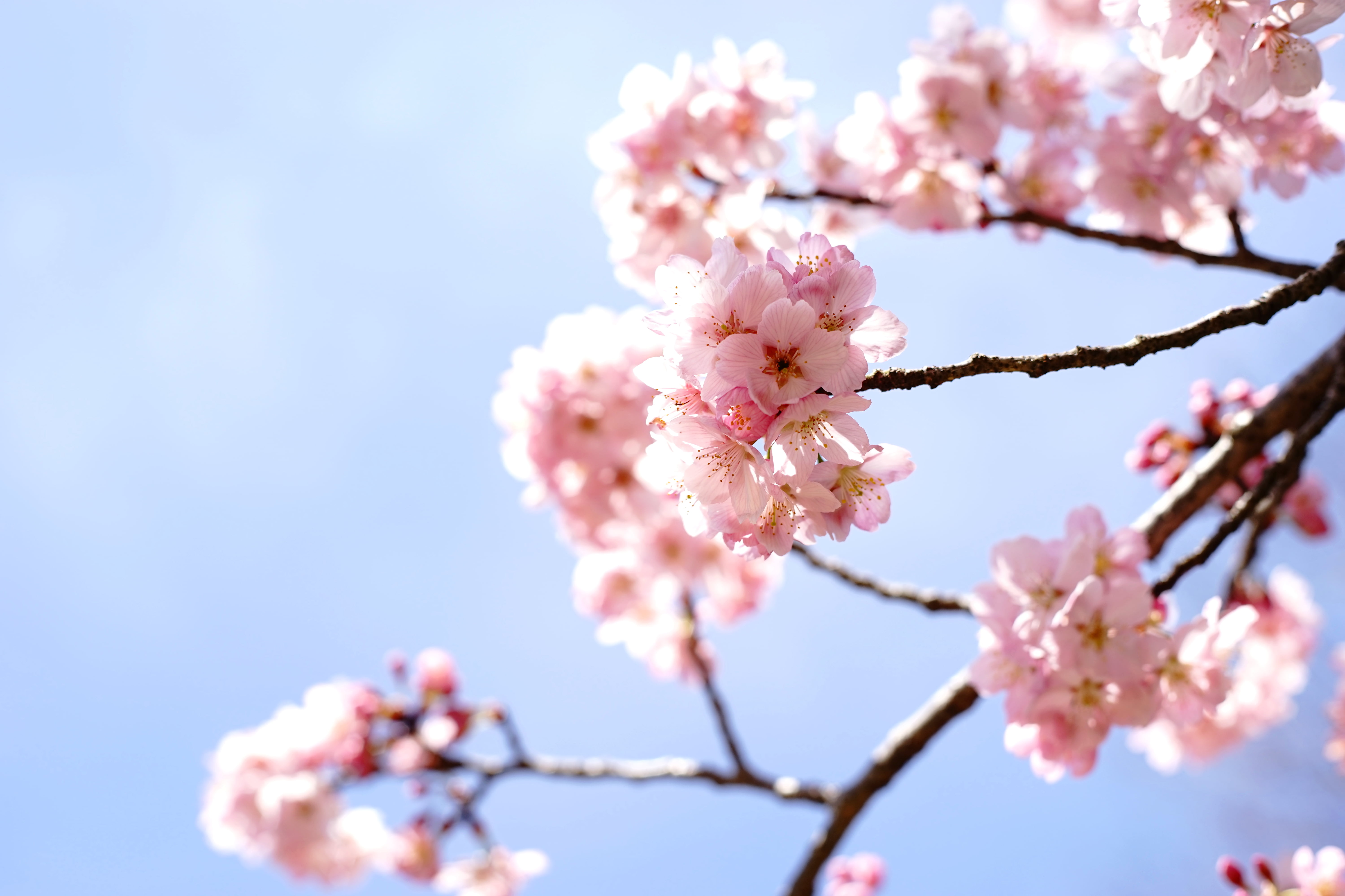 season, plant, pink, cherry, petal, cherry blossoms, cherry Blossom, focus, tree, 5K, springtime, MD  Rokkor, freshness, Pong, F1.4, branch, daytime, nature, HD Wallpaper