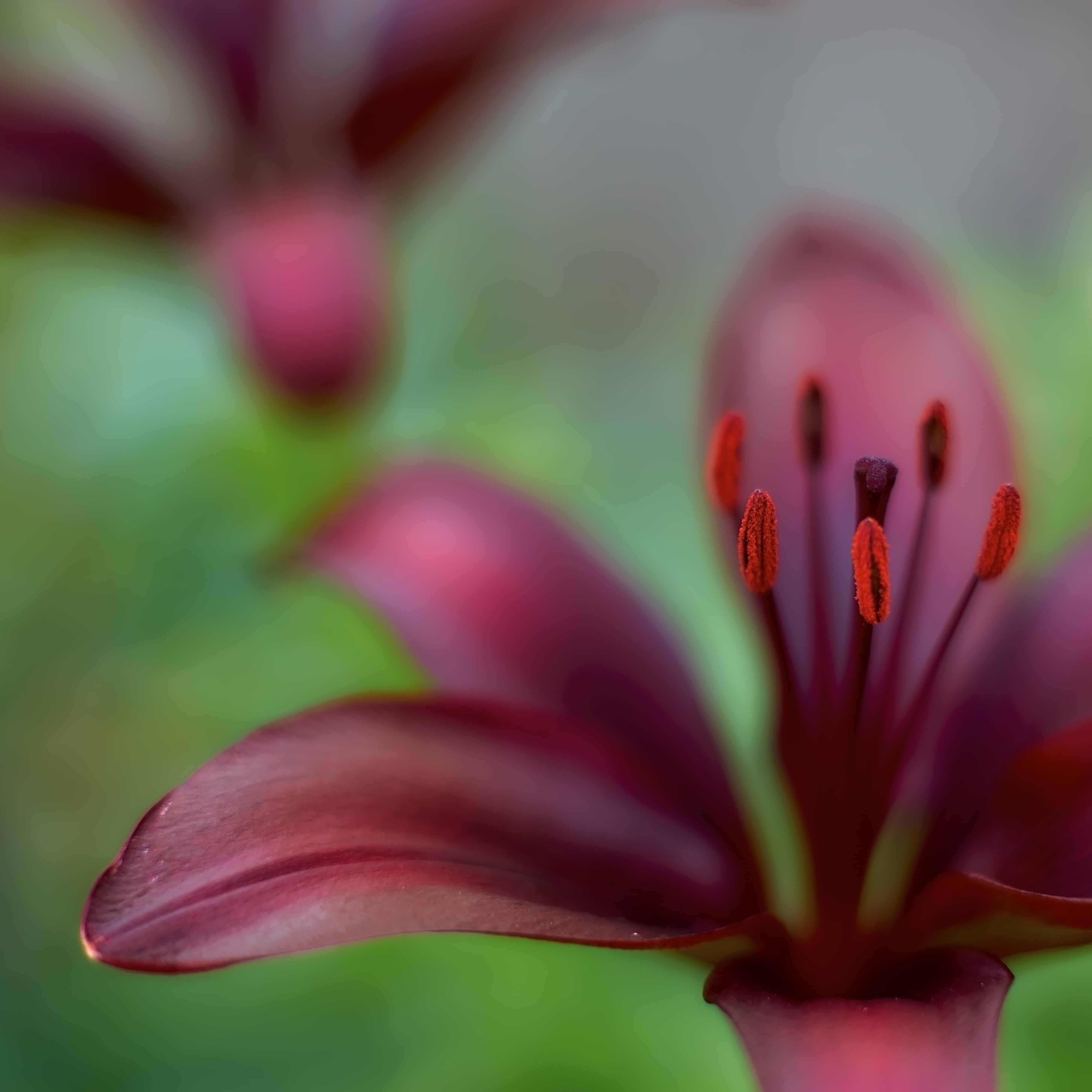 close-up, flower, MD  Rokkor, photography, Minolta  MD, petal, pink Color, Lily, plant, 4K, red, macro, beauty In Nature, nature, petaled, None, F1.4, Phone HD Wallpaper