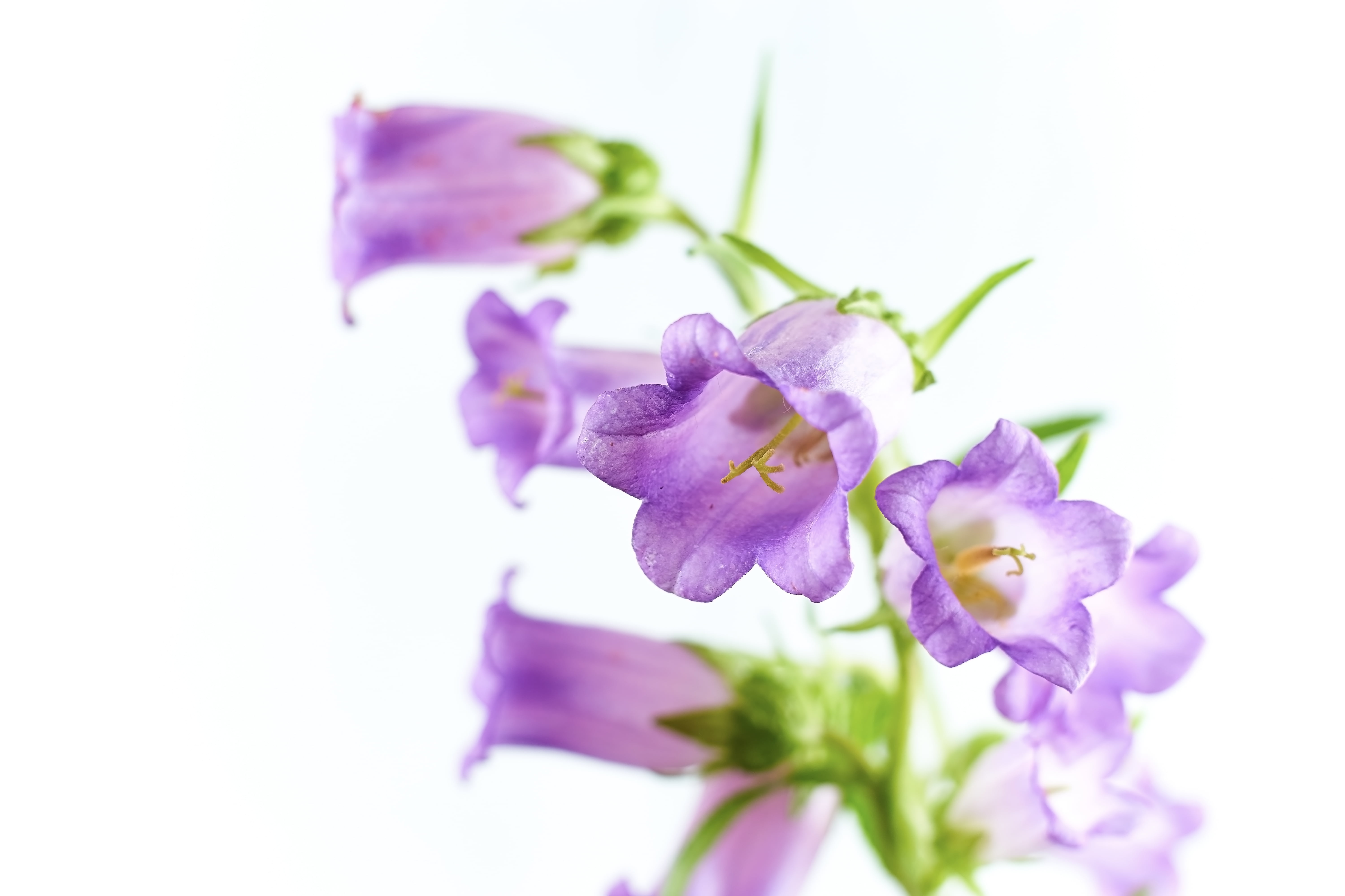 flower, beauty In Nature, Minolta  MD, nature, petal, MD  Rokkor, flowers, 5K, freshness, purple, Nissin, orchid, F1.4, close-up, flower Head, None, pink Color, HD Wallpaper
