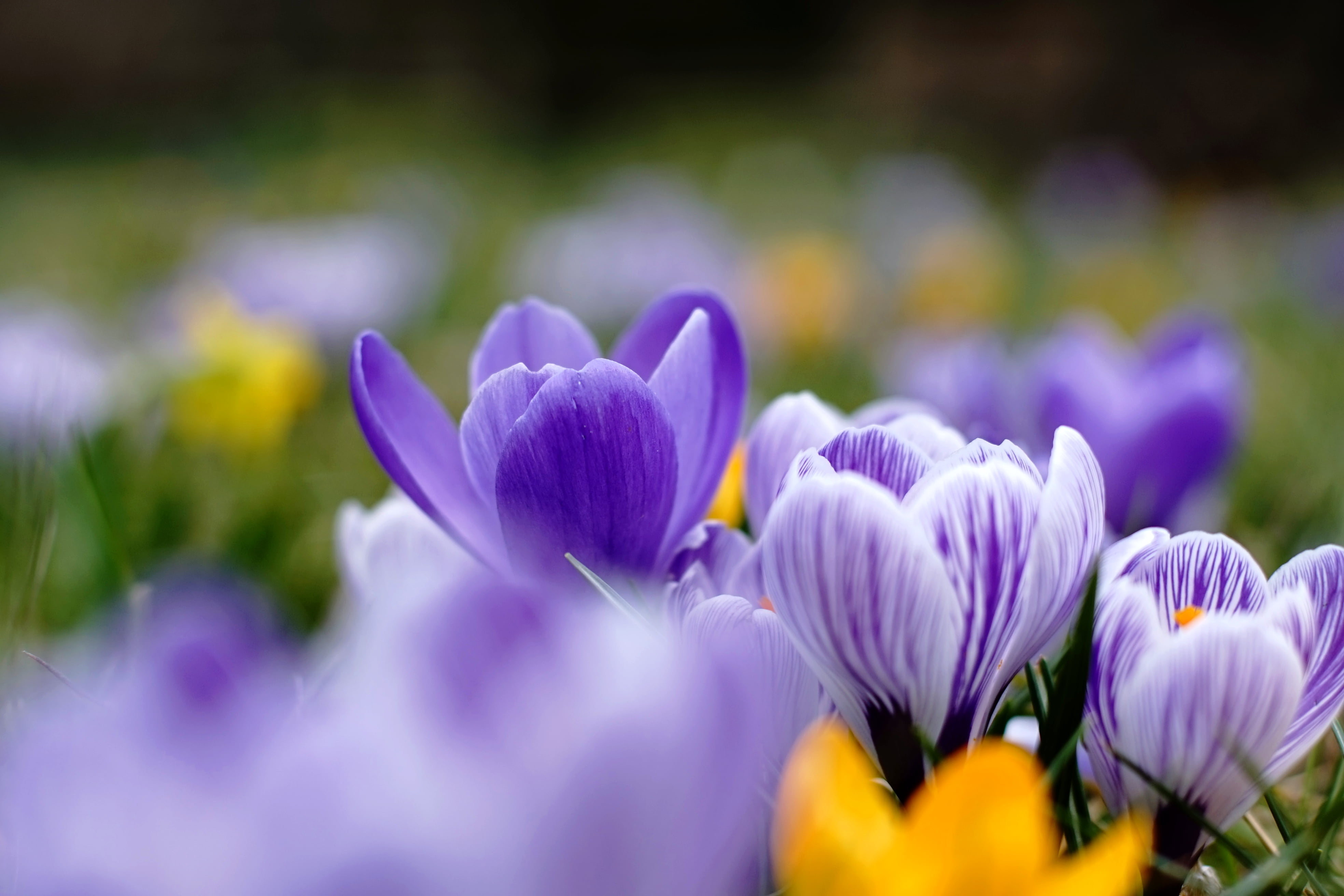 shift, freshness, close-up, green Color, 4K, plant, outdoors, summer, photo, Minolta  MD, lens, tilt shift lens, beauty In Nature, purple flower, springtime, HD Wallpaper