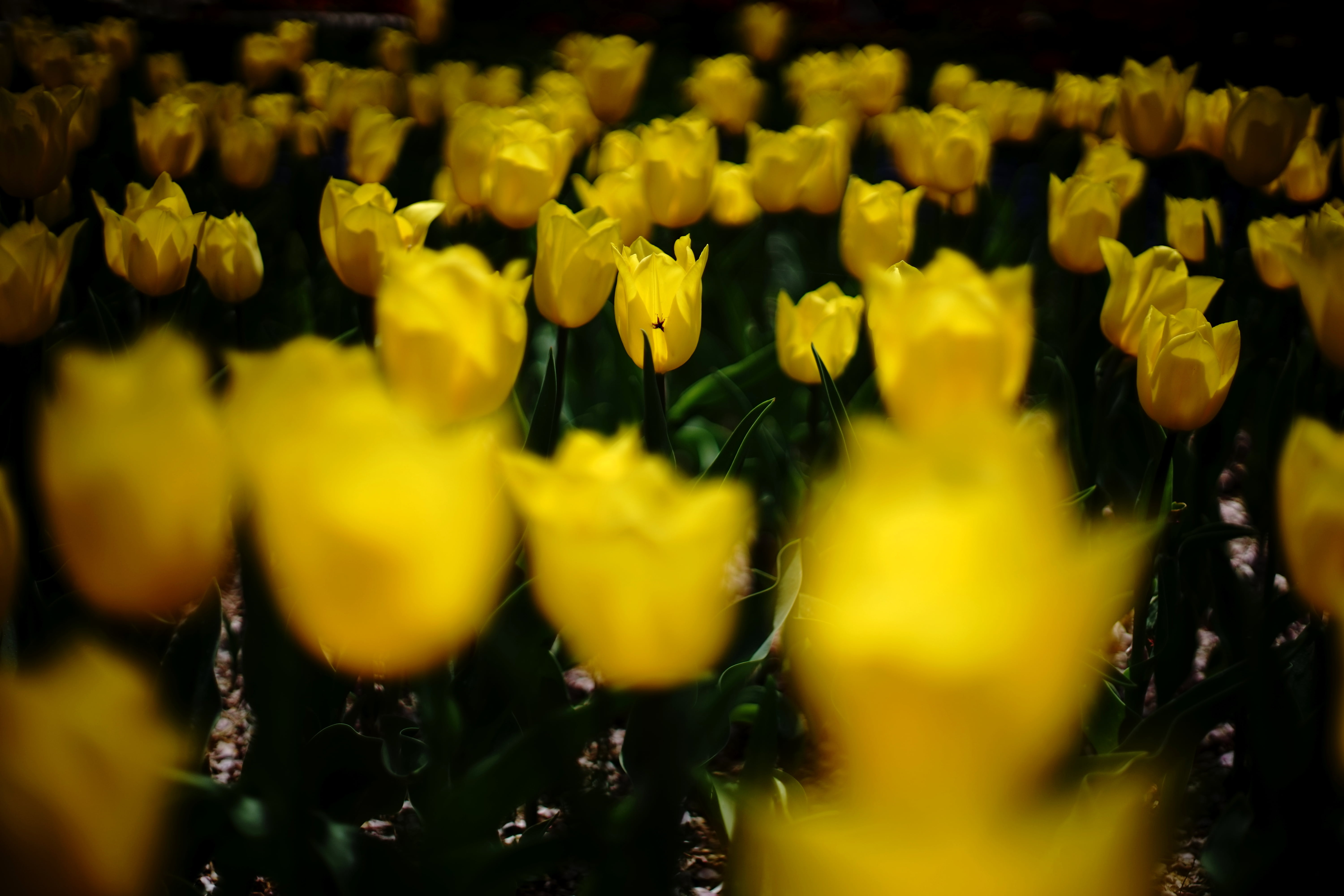 F1.4, チュ, springtime, summer, nature, beauty In Nature, Tulip, yellow, flower, Candles, 5K, field, Minolta  MD, outdoors, photo, plant, MD  Rokkor, HD Wallpaper