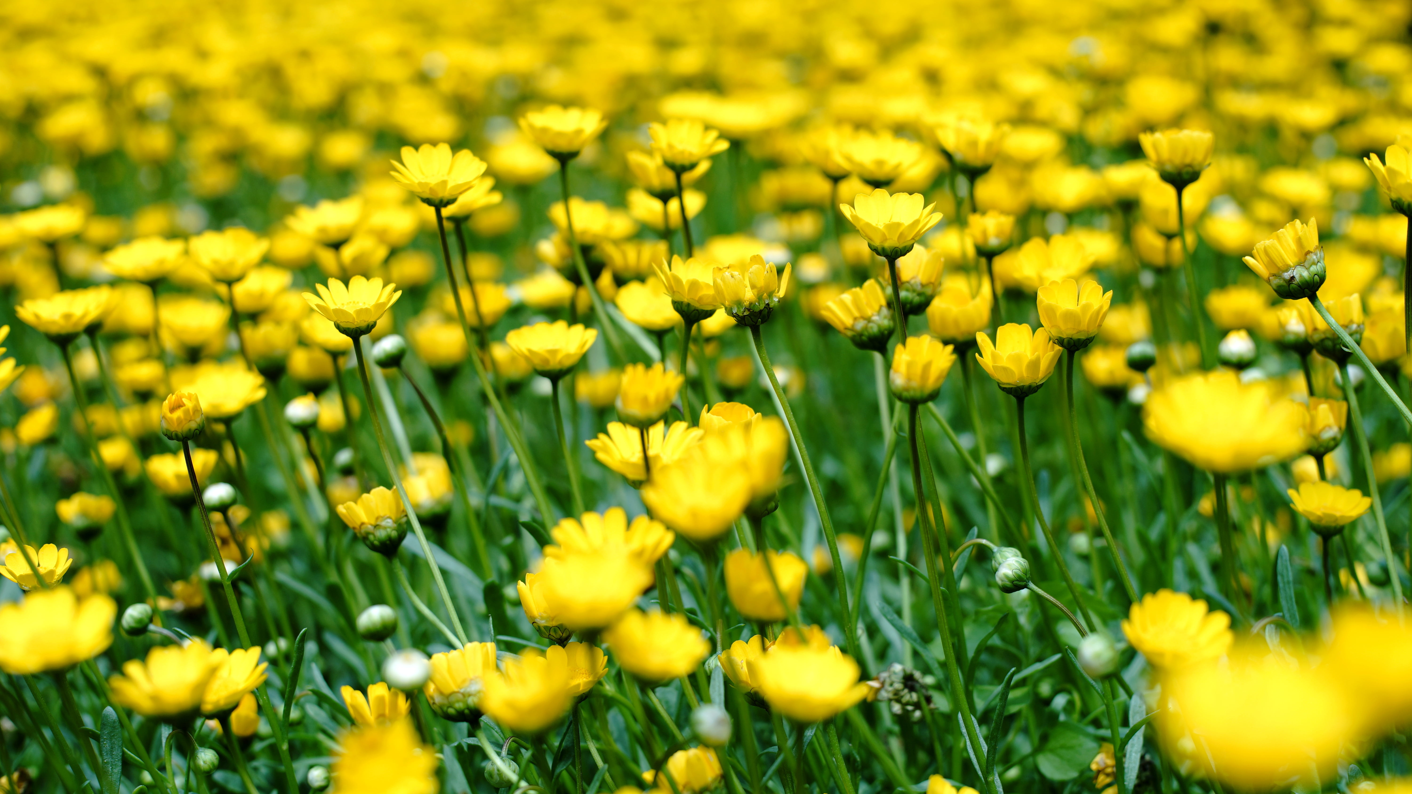 plant, outdoors, summer, Minolta  MD, flower, flowers, F1.4, field, photography, yellow, agriculture, Gelb, rural Scene, MD  Rokkor, green Color, springtime, HD Wallpaper
