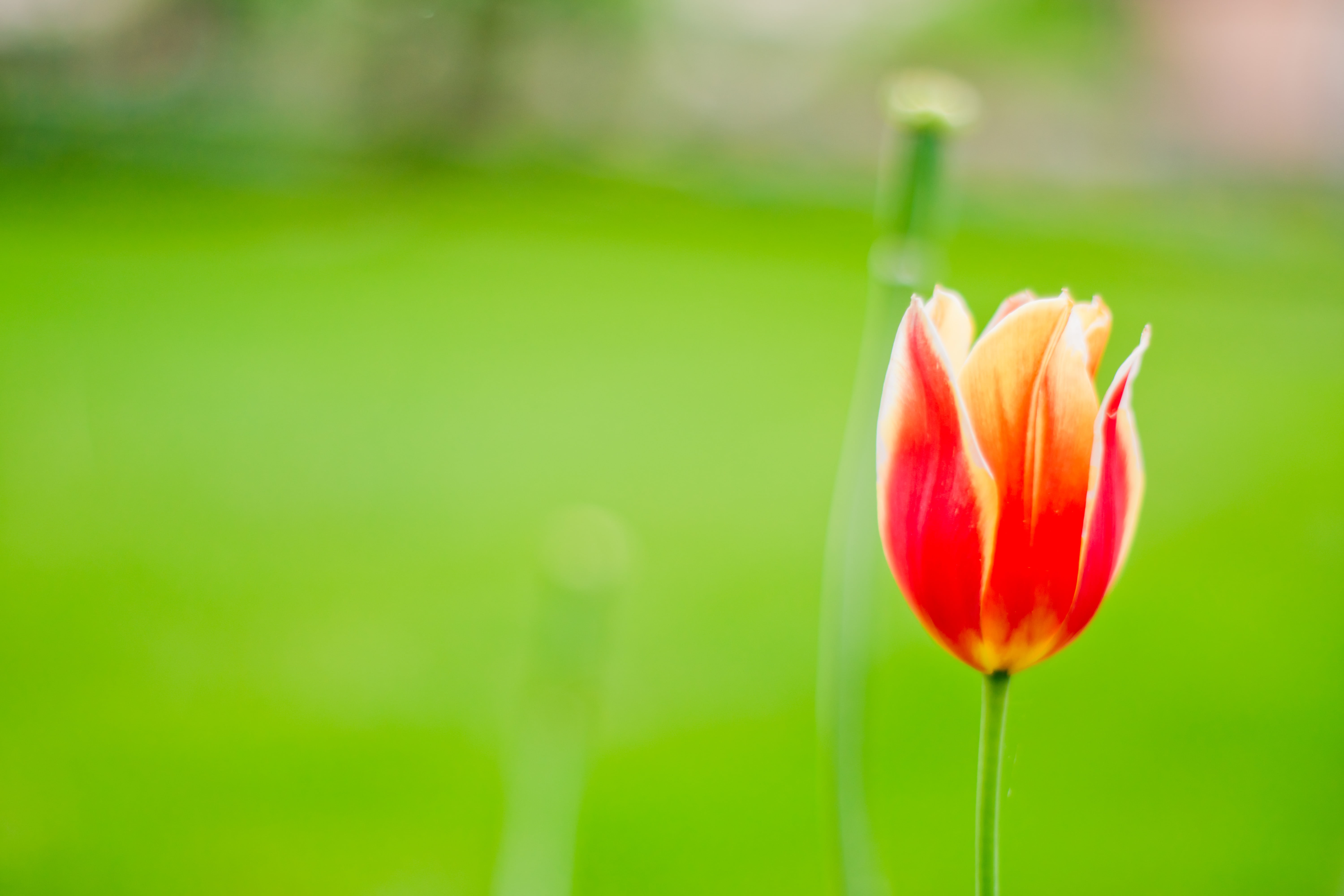 close, Nex-7, red, outdoors, Minolta  MD, springtime, Rokkor, nature, beauty In Nature, summer, pink Color, flower Head, yellow, petal, flower, photo, Tulip, HD Wallpaper