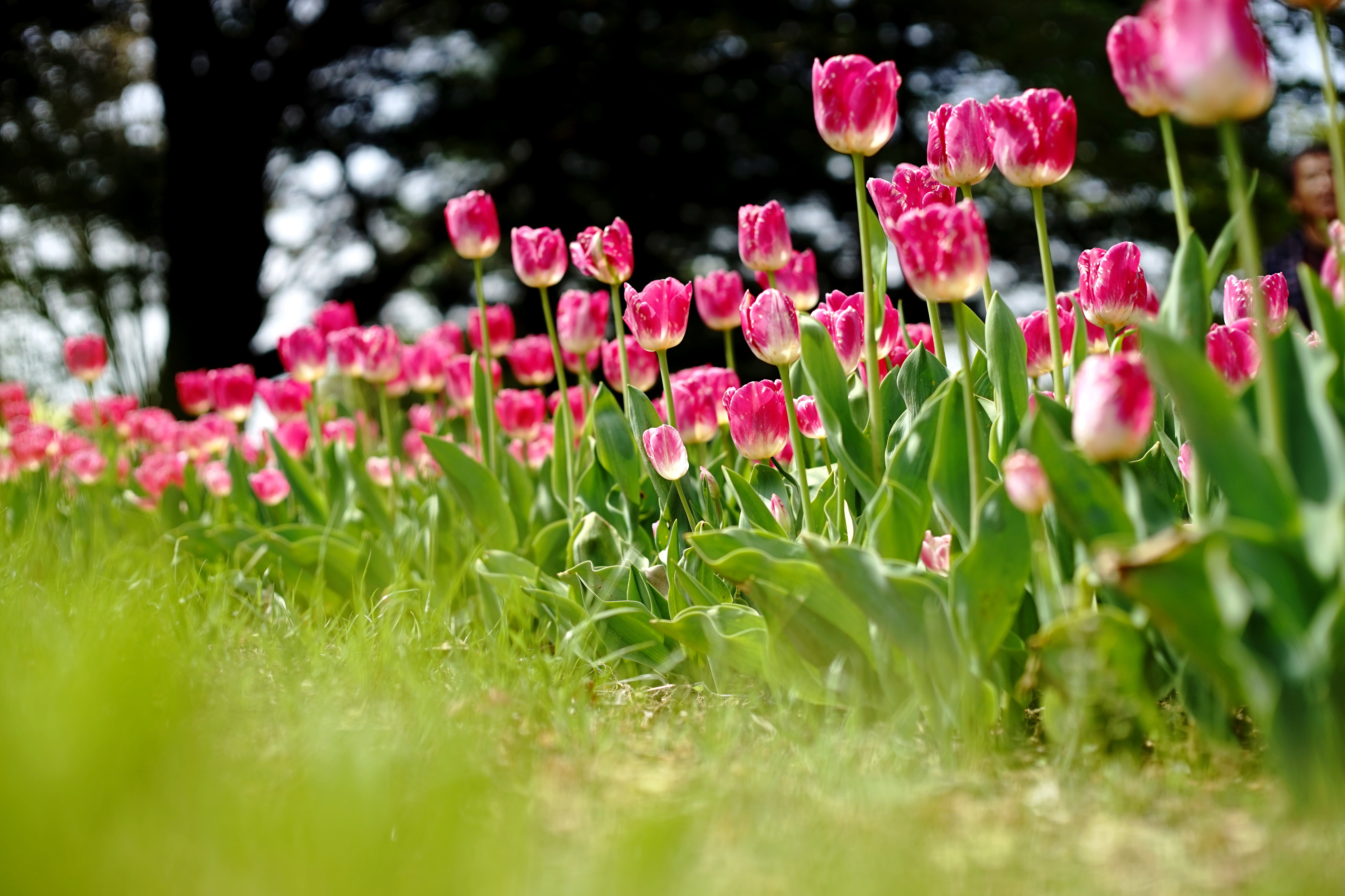 plant, MD  Rokkor, nature, Tulip, photo, F1.4, outdoors, Minolta  MD, pink Color, flowers, flower Head, springtime, flower, 5K, pink, petaled, flowerbed, HD Wallpaper