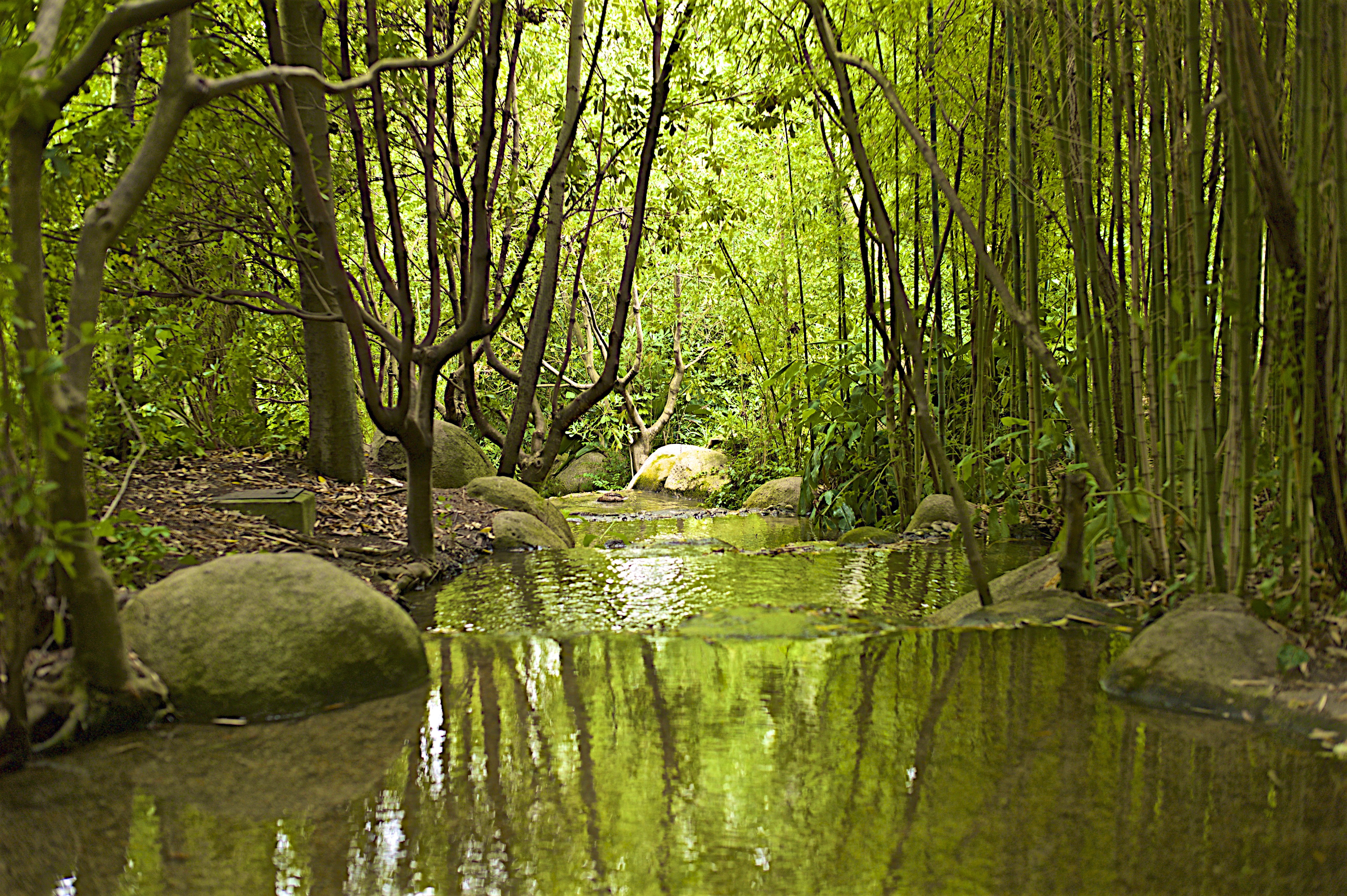 Lisbon, river, tree, stream, nature, in between, forest, Portugal, photo, trees, Calm, timelapse, Landscape, Teles, water, Calouste Gulbenkian, 5K, Water  Garden, HD Wallpaper
