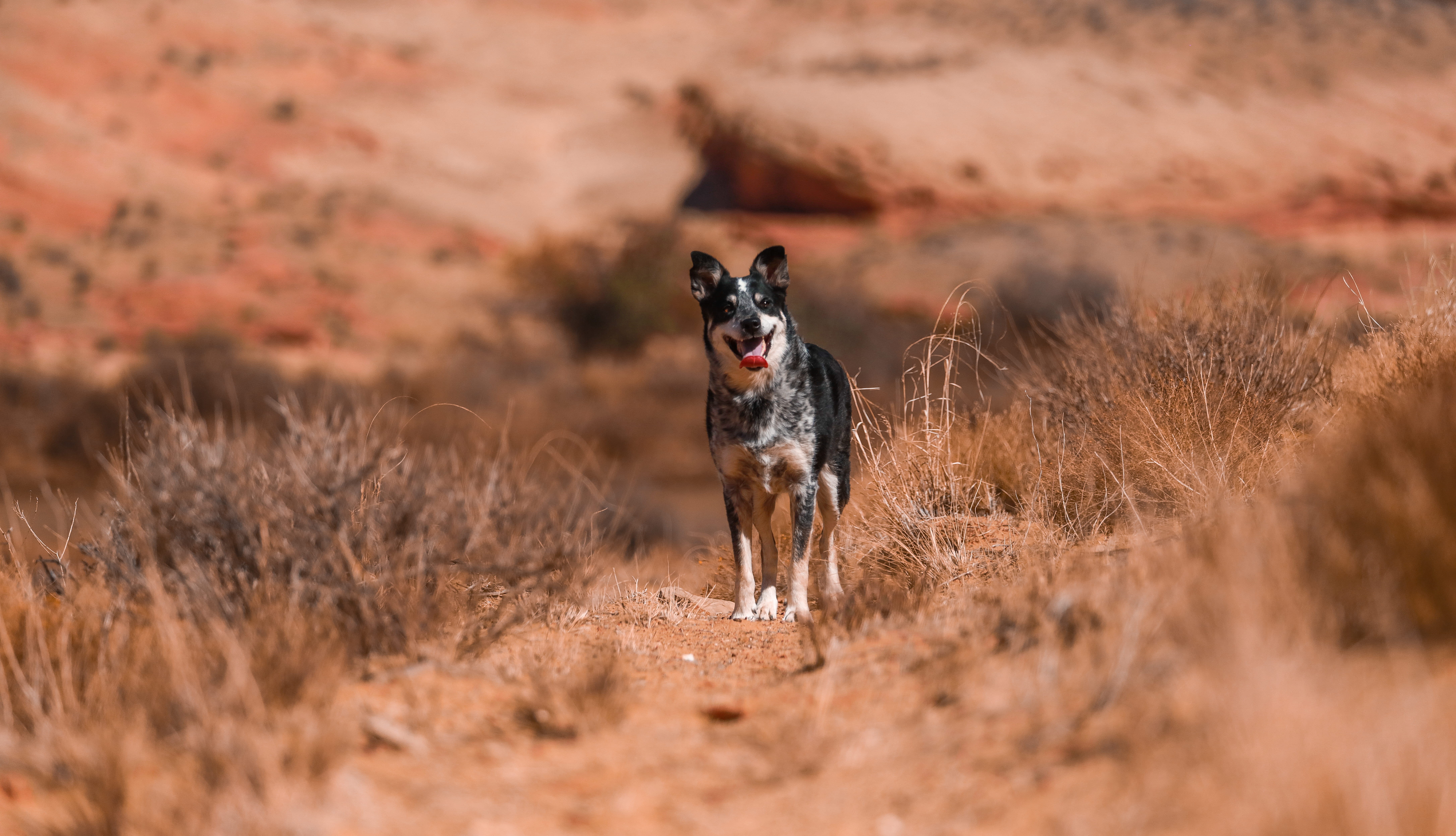 rescue, canine, happy dog, tele, canon, 8K, patrick hendry, nature, heeler, one animal, animals hunting, domestic, purebred dog, focus, selective, running, HD Wallpaper