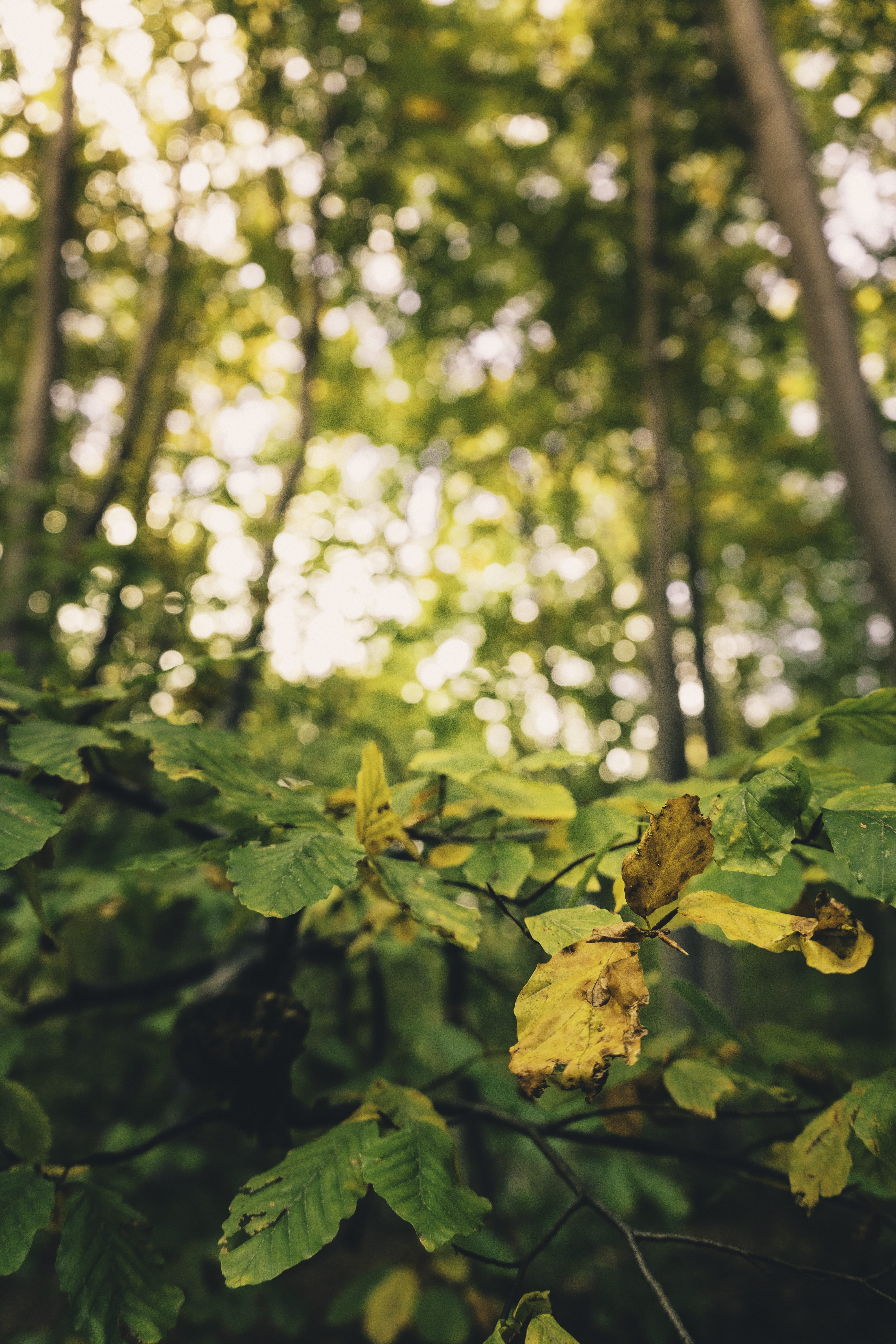 beauty in nature, trees, closeup, land, făget, leaves, leaf, selective focus, close-up, outdoors, branch, forest, 5K, day, growth, colors, travel, romania, Phone HD Wallpaper