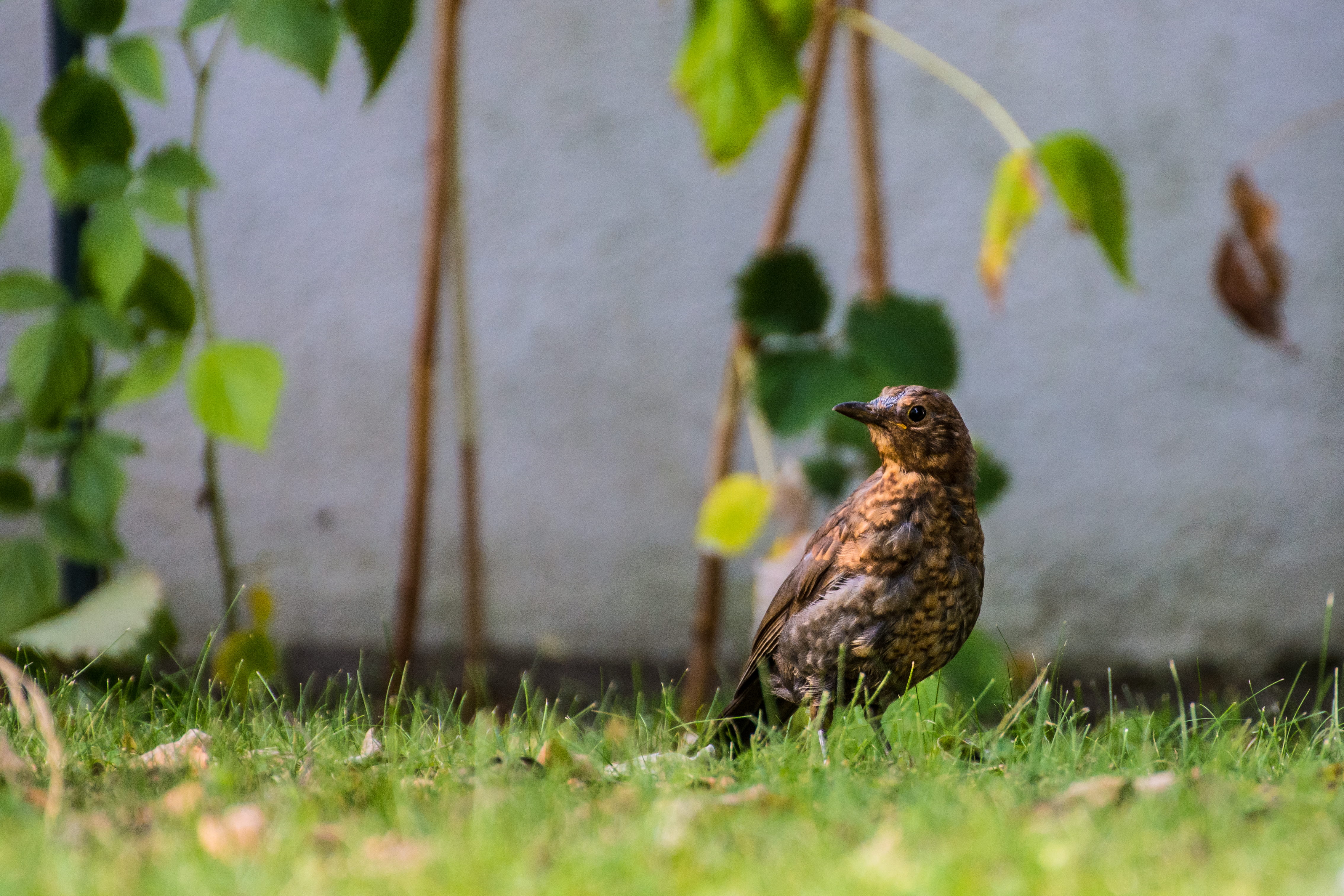 4K, grafenau, selective focus, green color, songbird, cute, day, animal, field, vertebrate, perching, animal wildlife, bird of prey, no people, one animal, HD Wallpaper